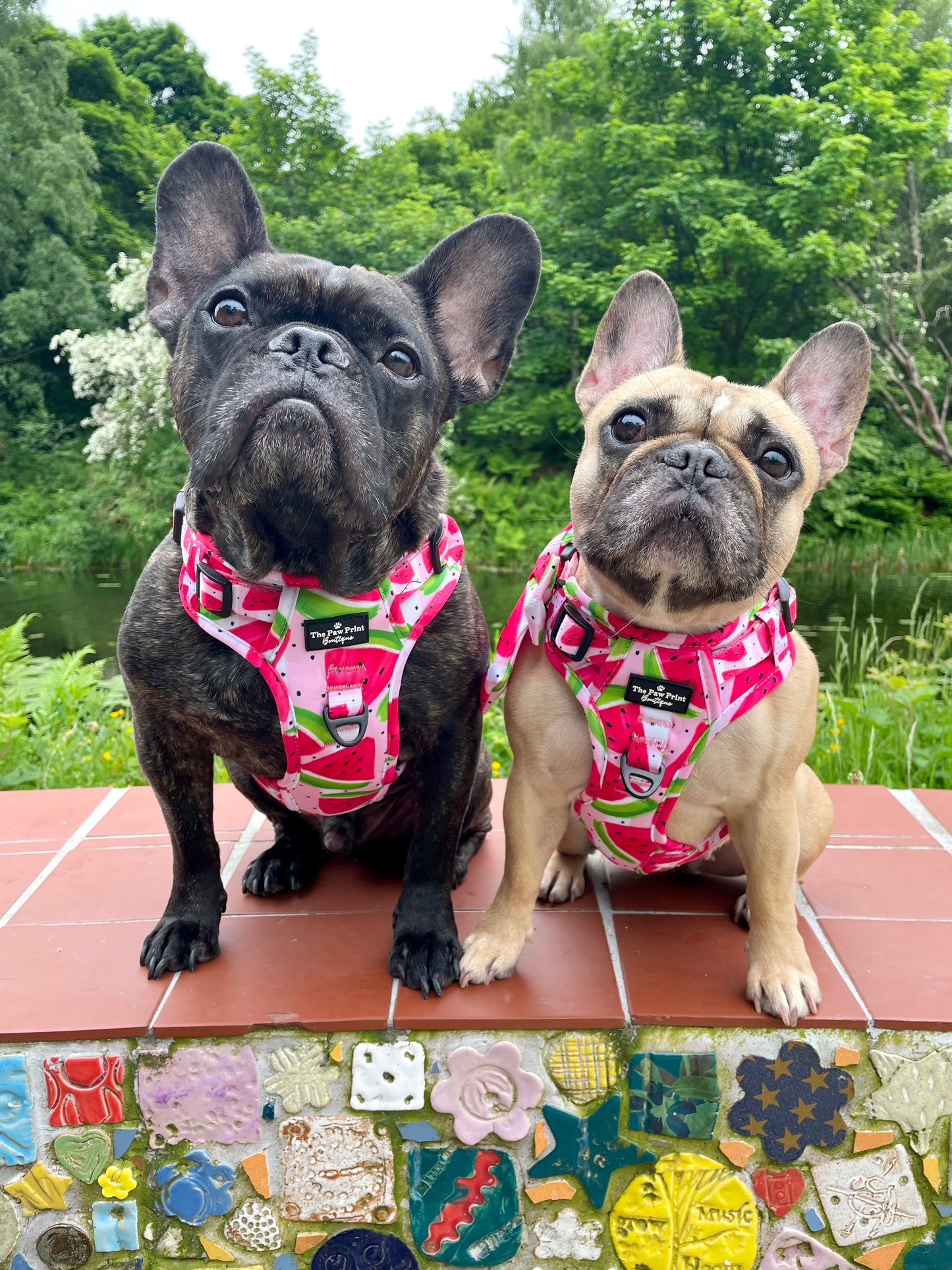The Watermelon Sugar Adventure Paws Harness