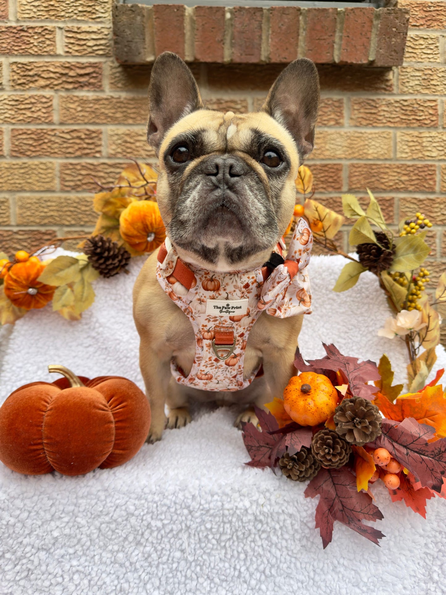 Pupkin Patch Adventure Paws Harness