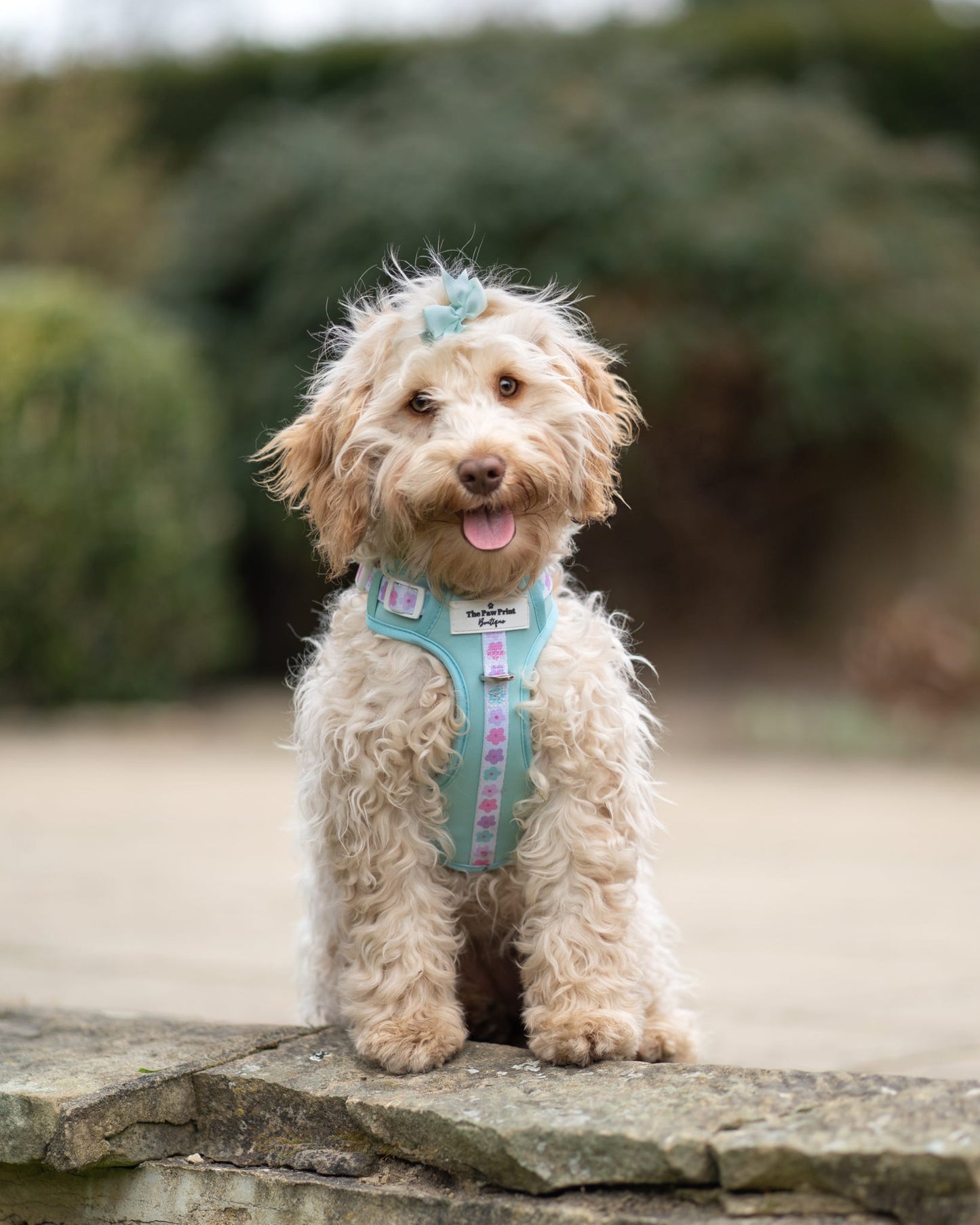 The Minty Meadows Adventure Paws Harness
