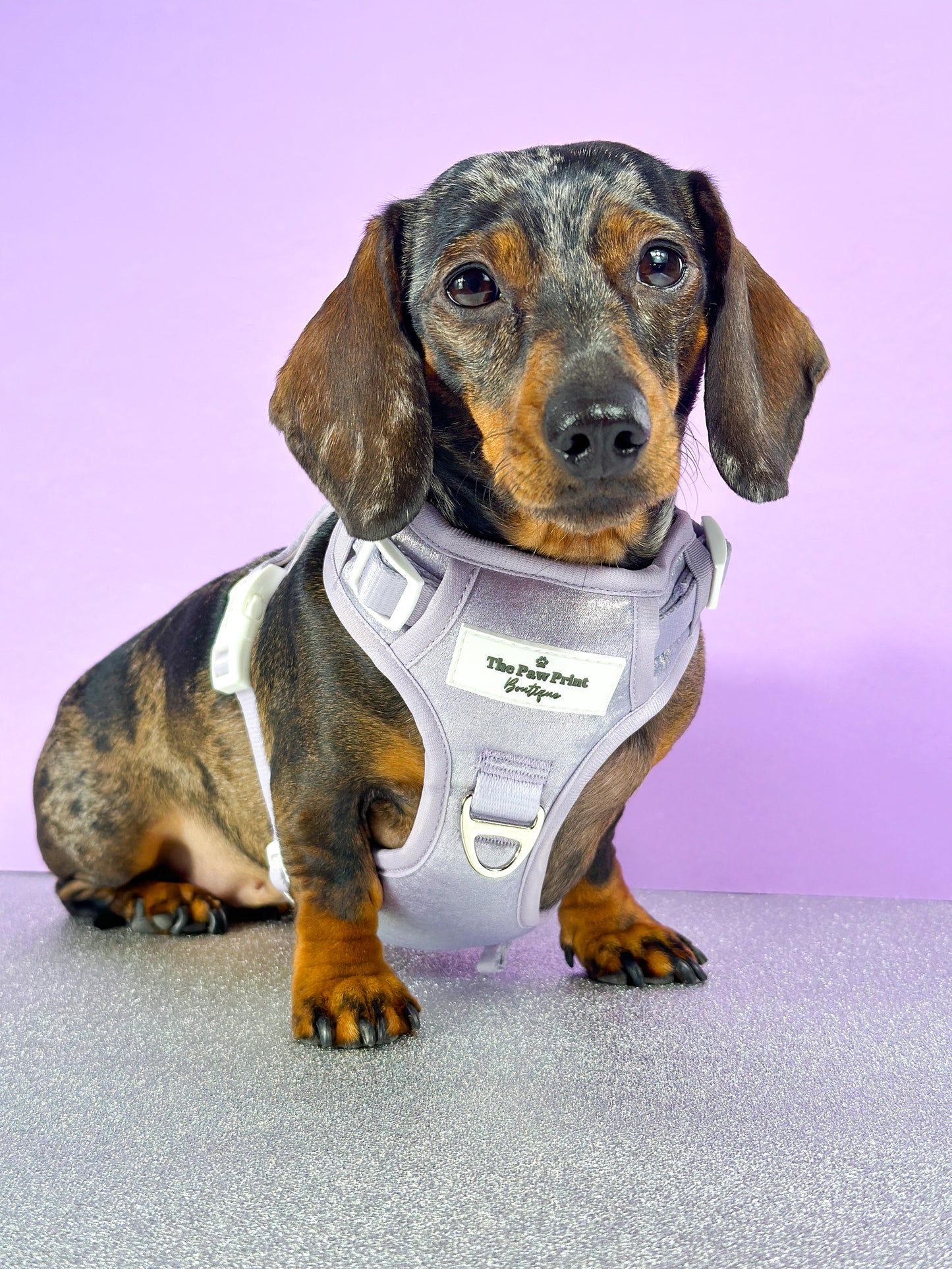 The Lavish Lilac Adventure Paws Harness