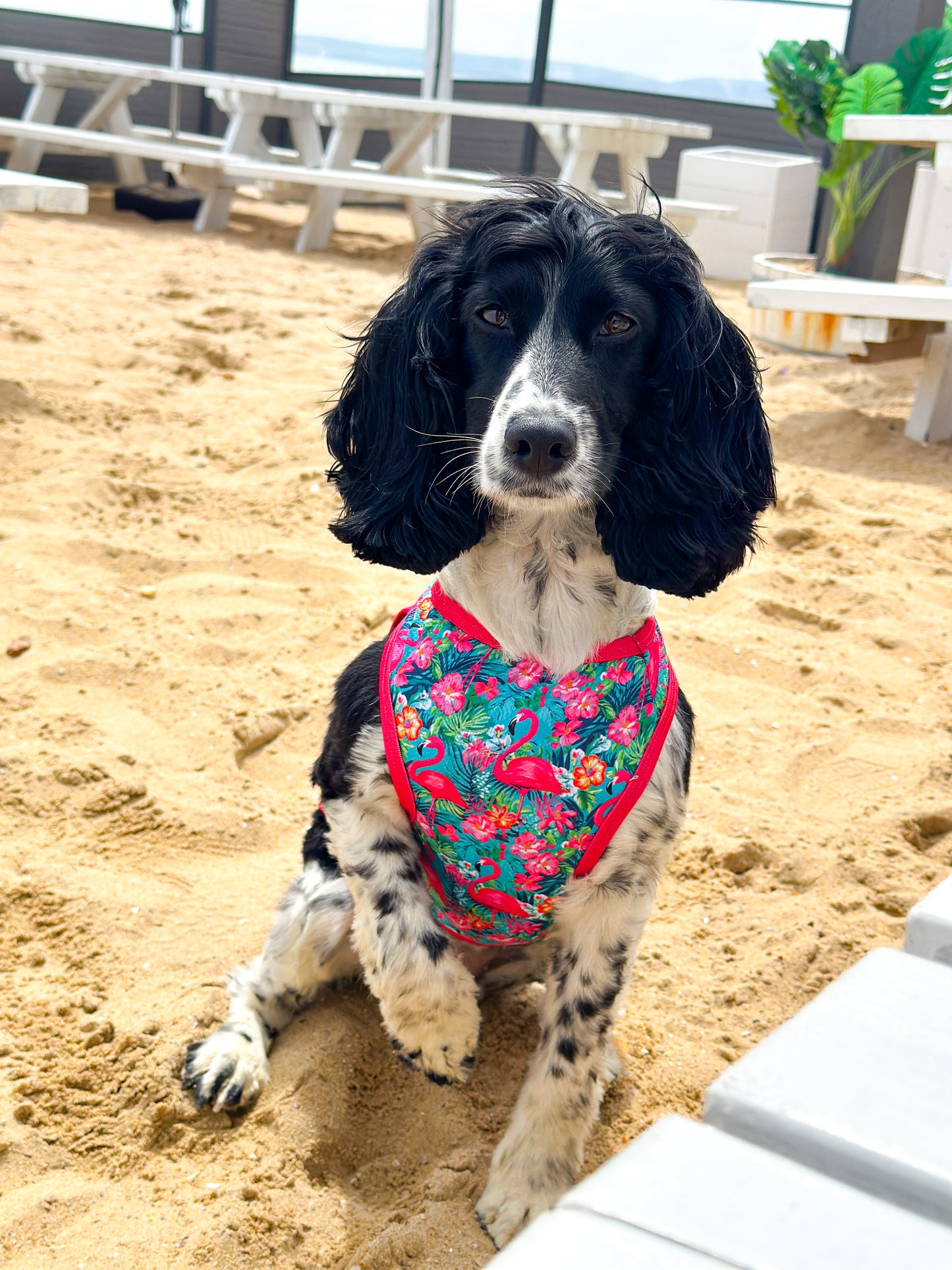 The Tropical Pawradise Cooling Vest