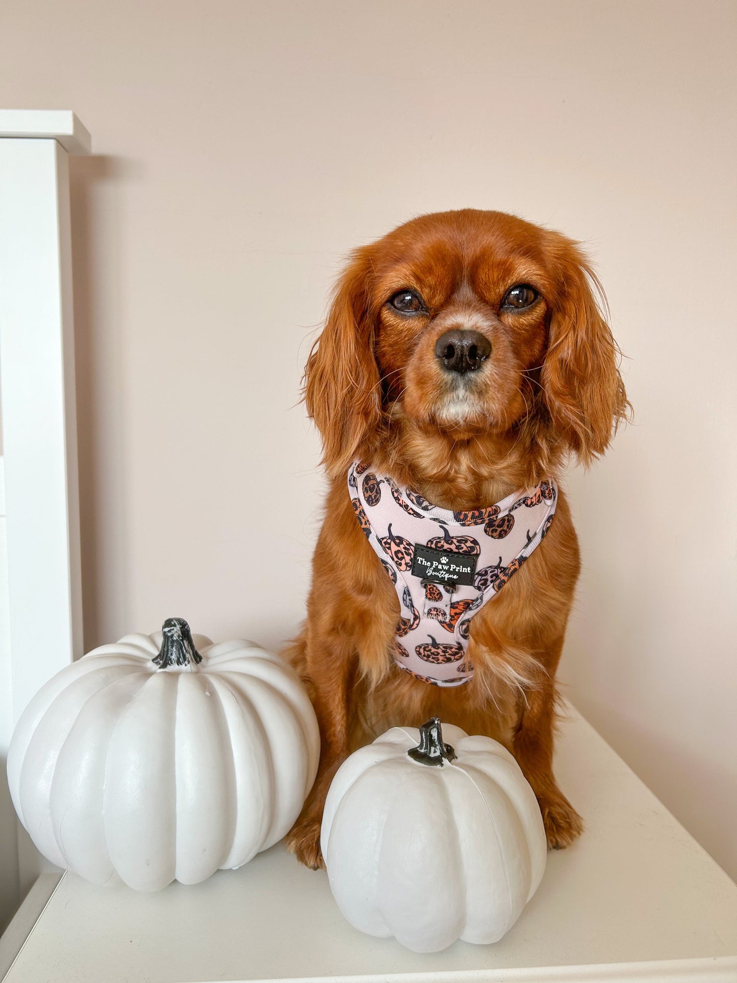 The Leopawrd Pupkins Adjustable Harness