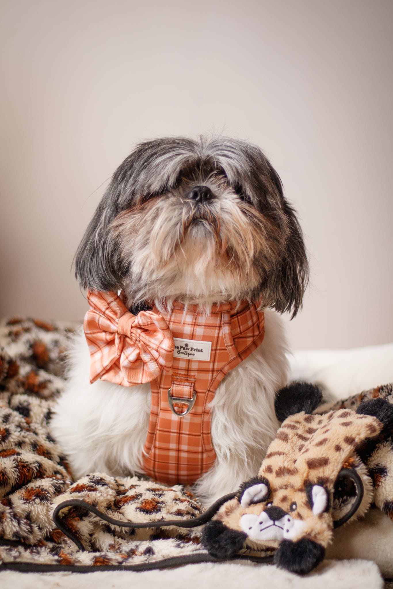 Pooches in Plaid Bow Tie