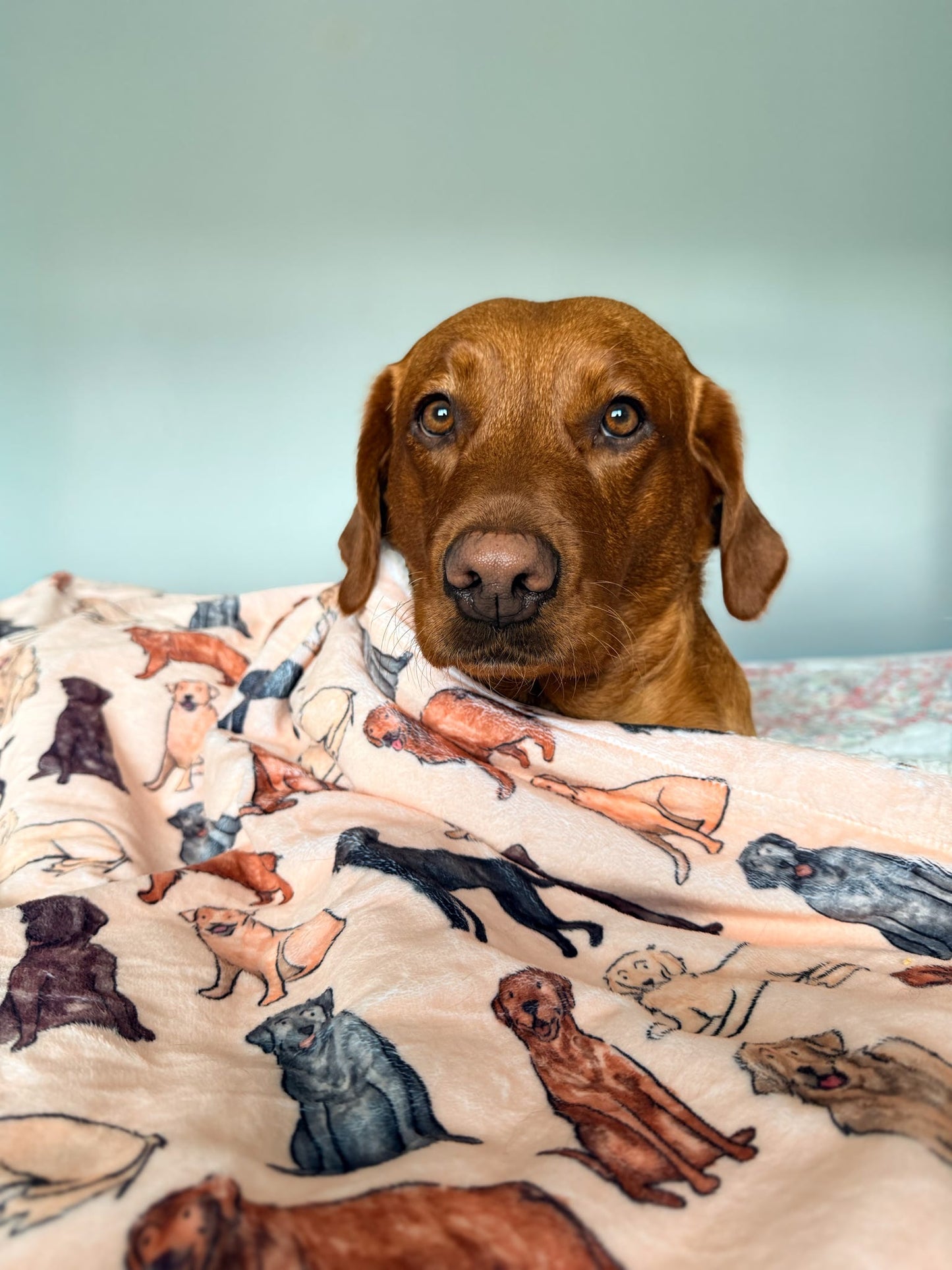 The Labrador / Retriever Dog Blanket