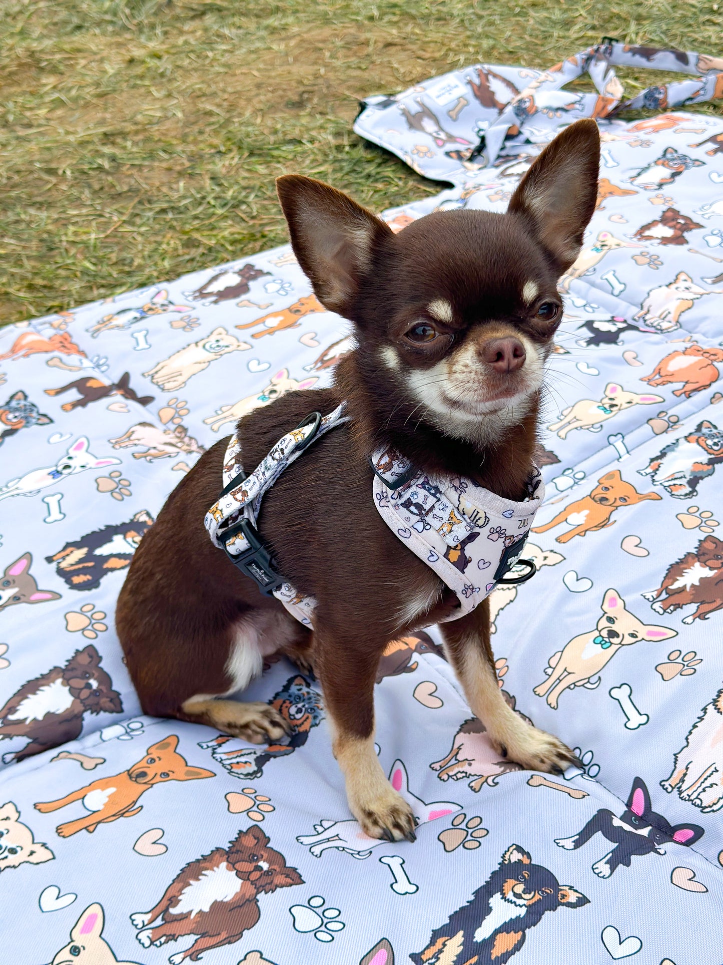 The Chihuahua Picnic Mat