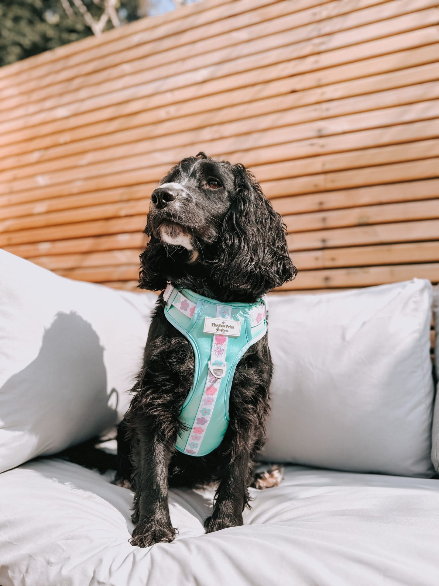 The Minty Meadows Adventure Paws Harness