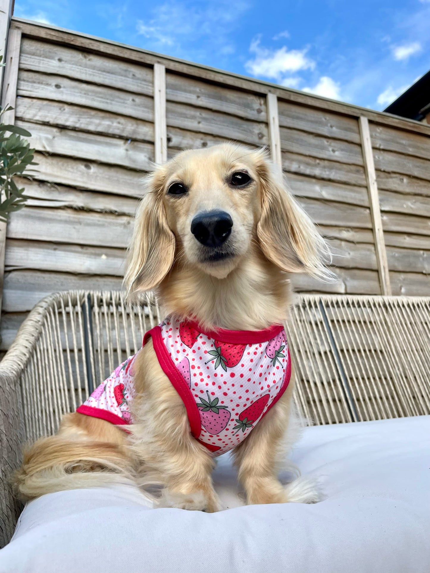 The Sweet Strawberries Cooling Vest