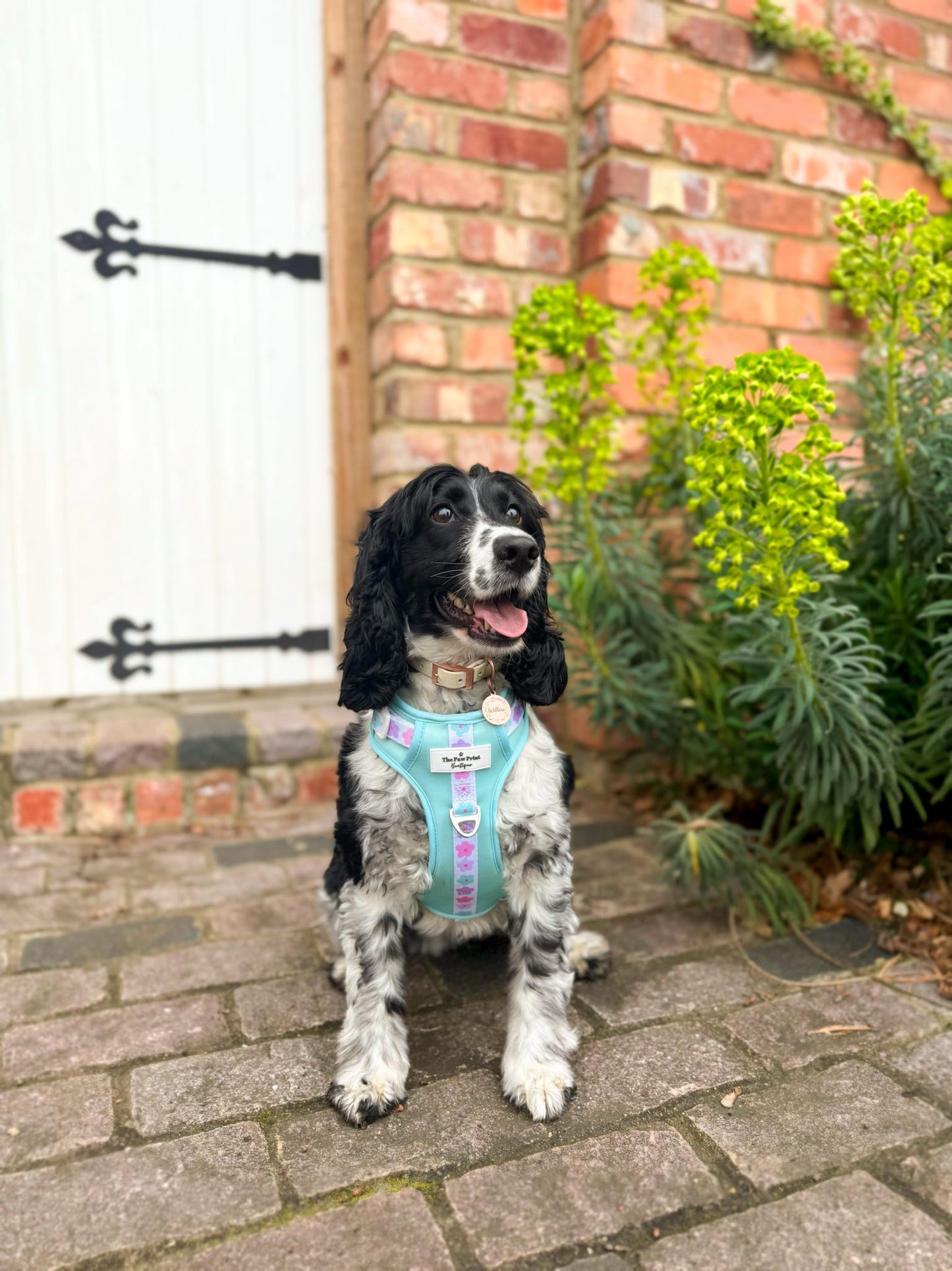 The Minty Meadows Adventure Paws Harness