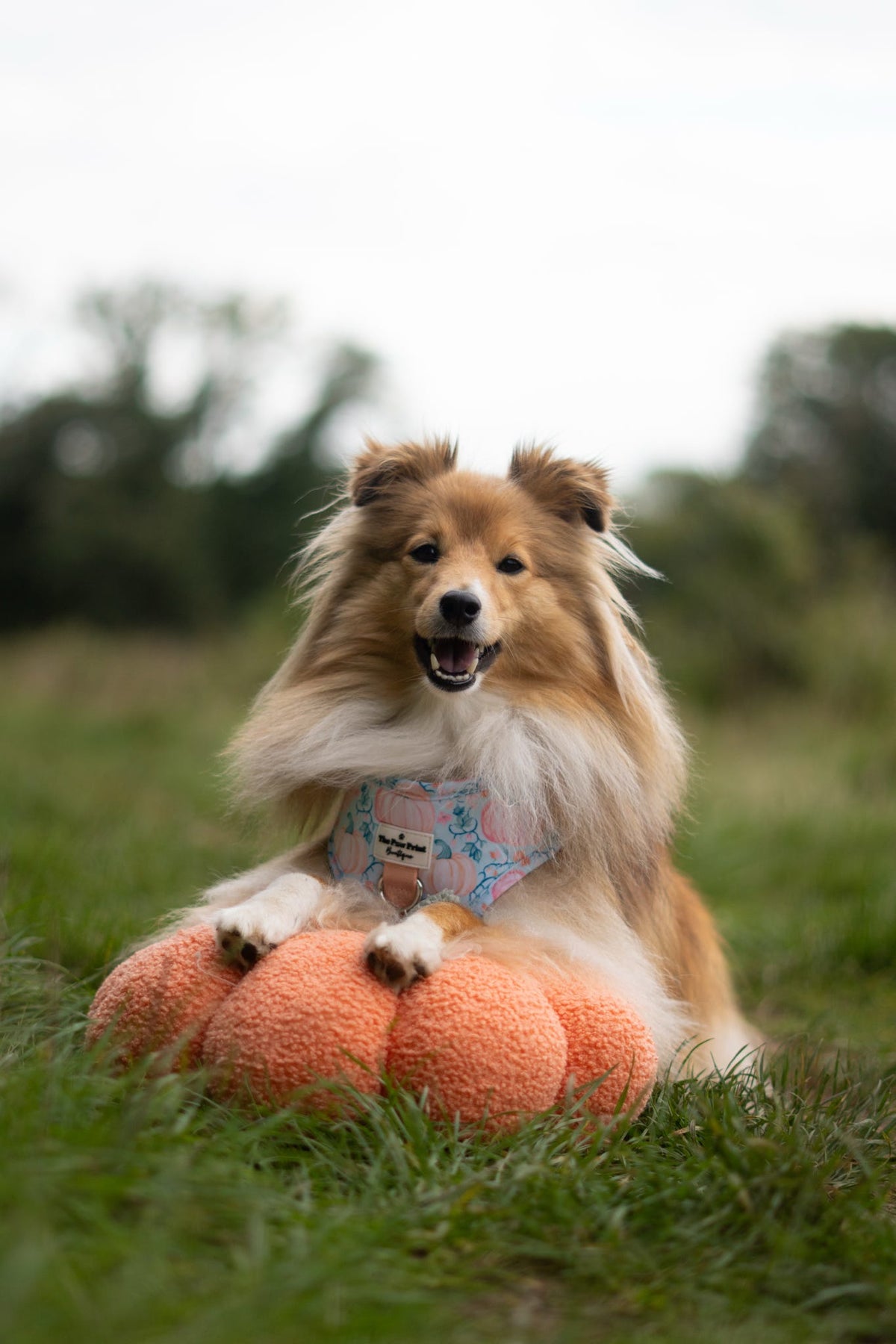 Pablos Pumpkins Adjustable Harness