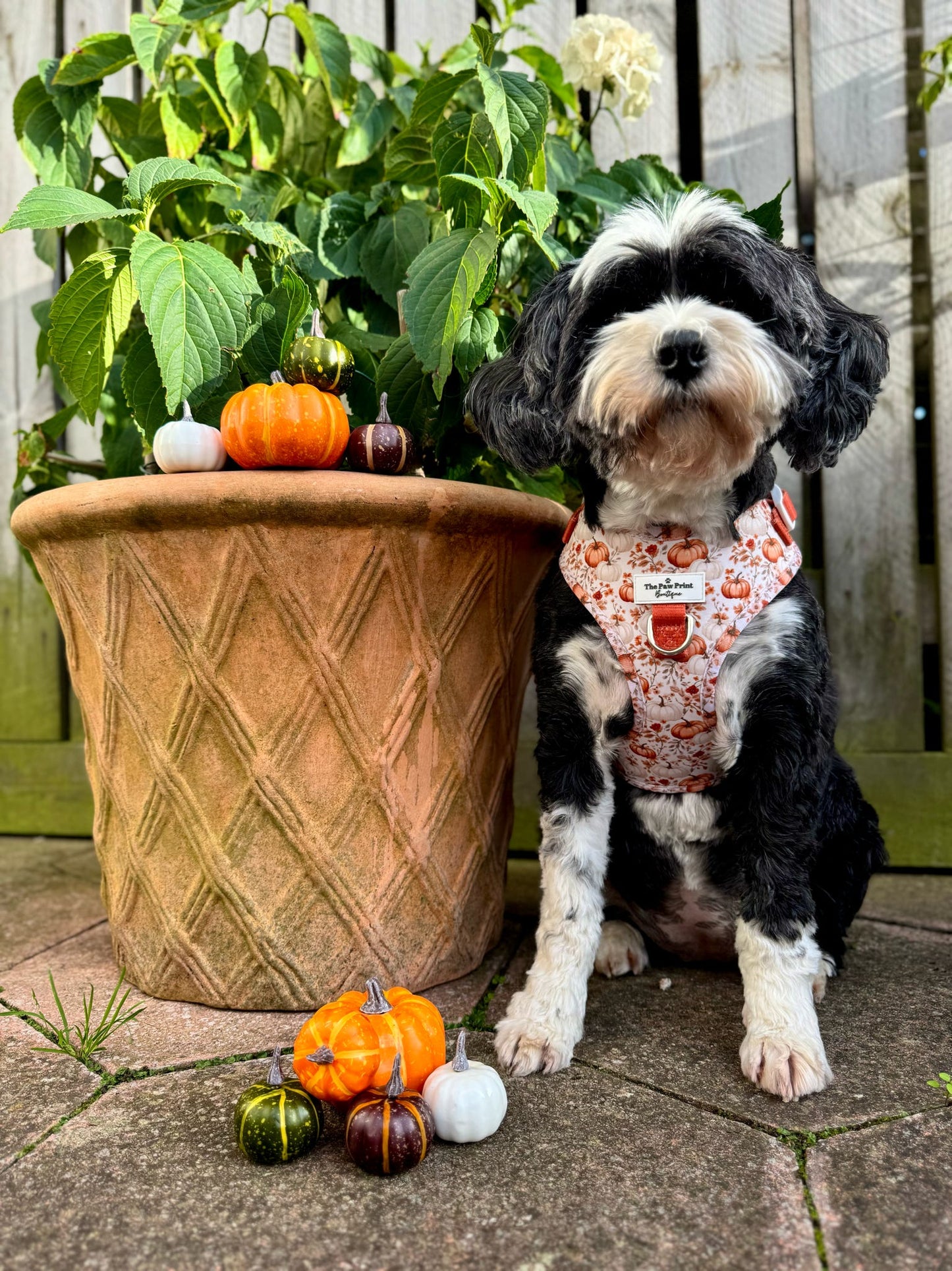 Pupkin Patch Adjustable Harness