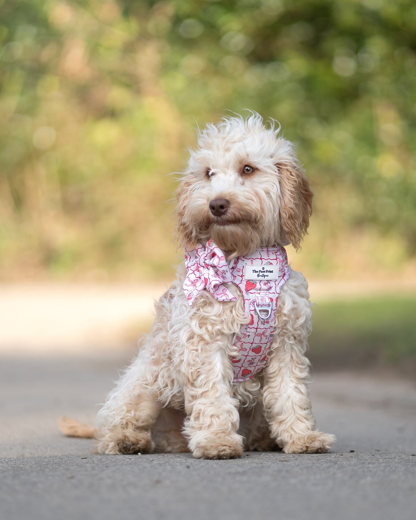 The Bows & Berries Adventure Paws Harness