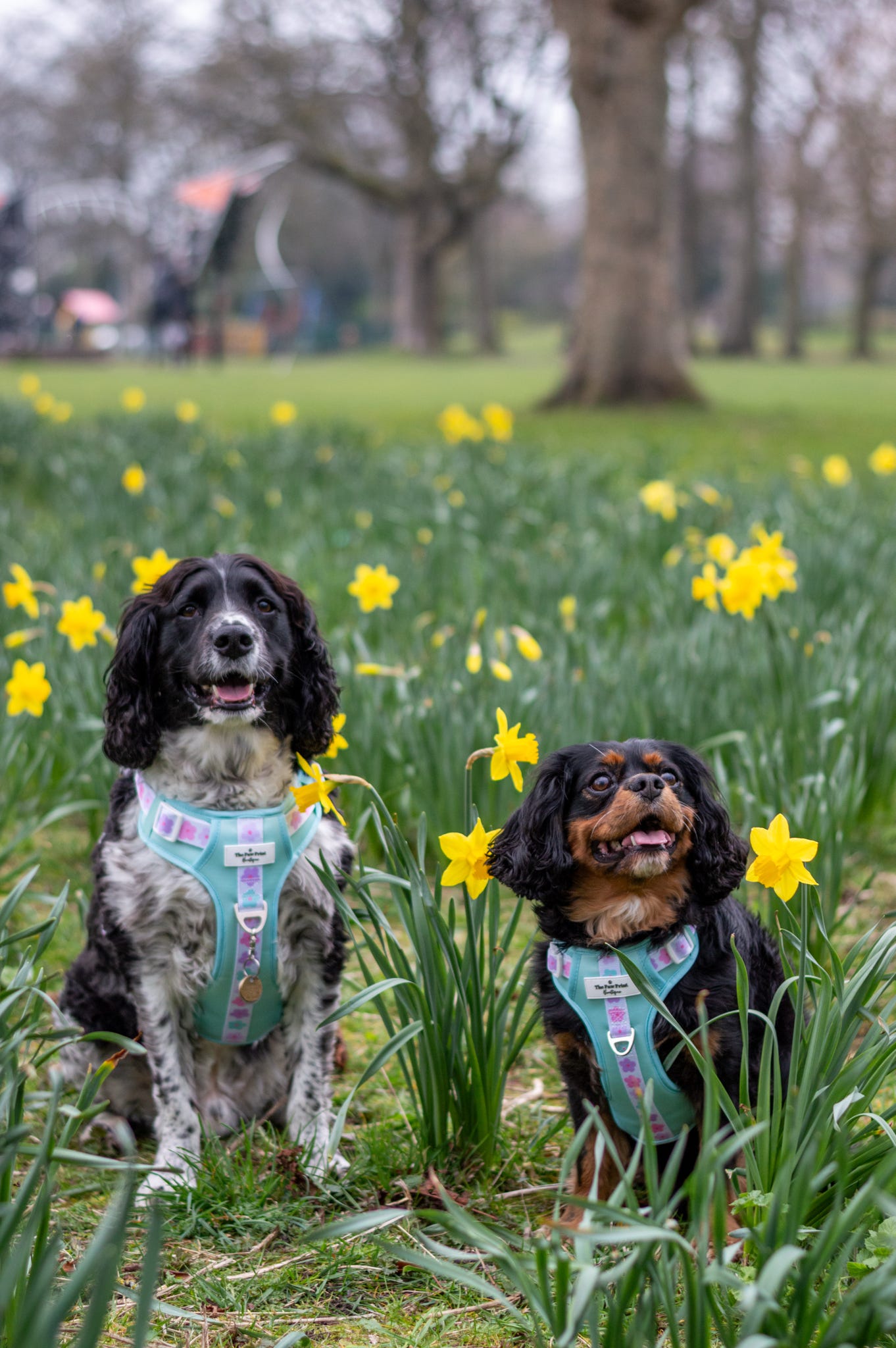 The Minty Meadows Adventure Paws Harness