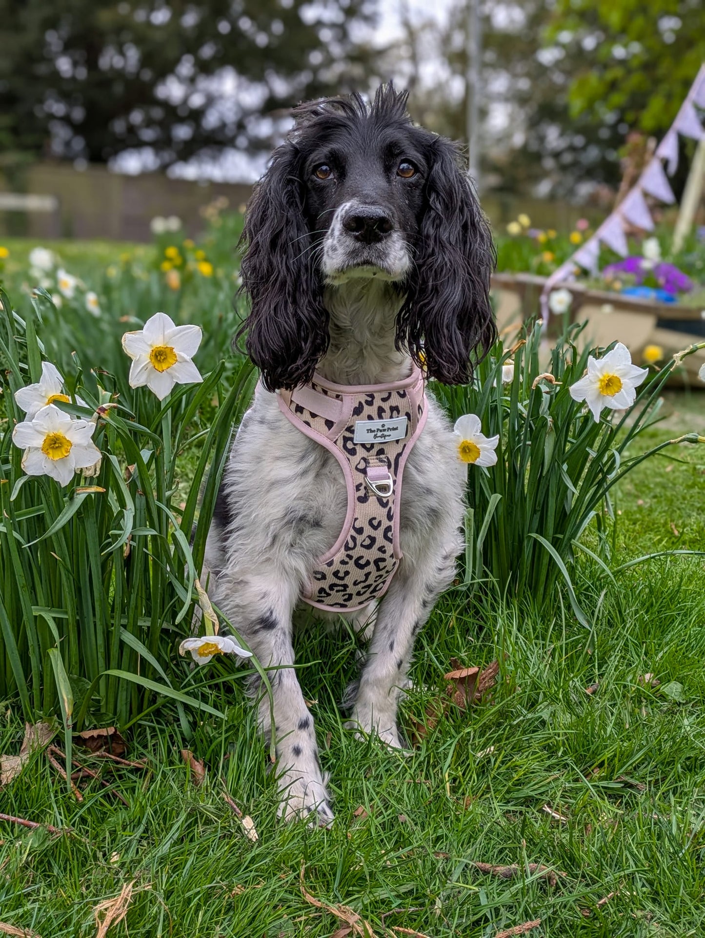 The Luxe Leopard (Beige) Adventure Paws Harness