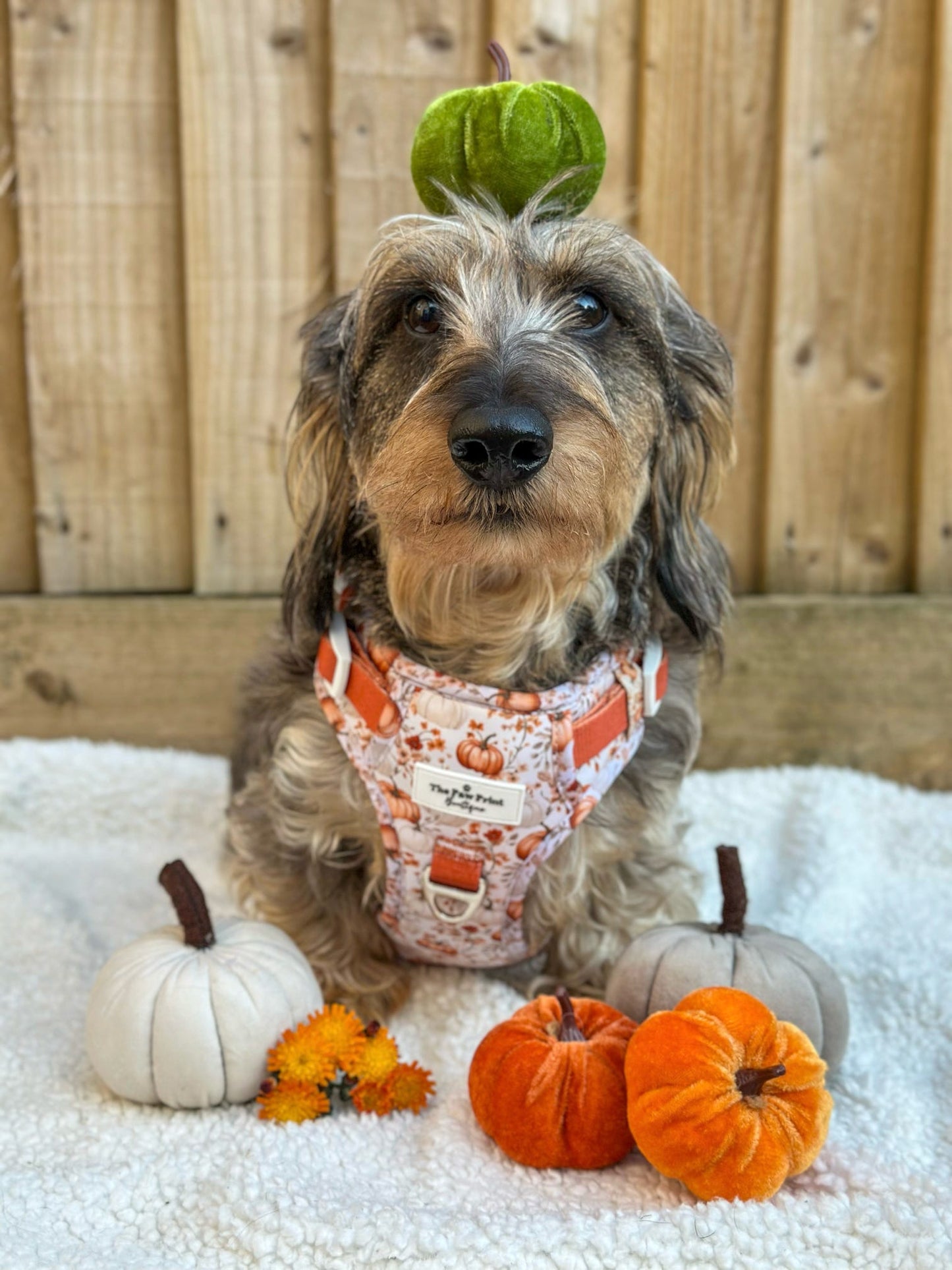 Pupkin Patch Adventure Paws Harness