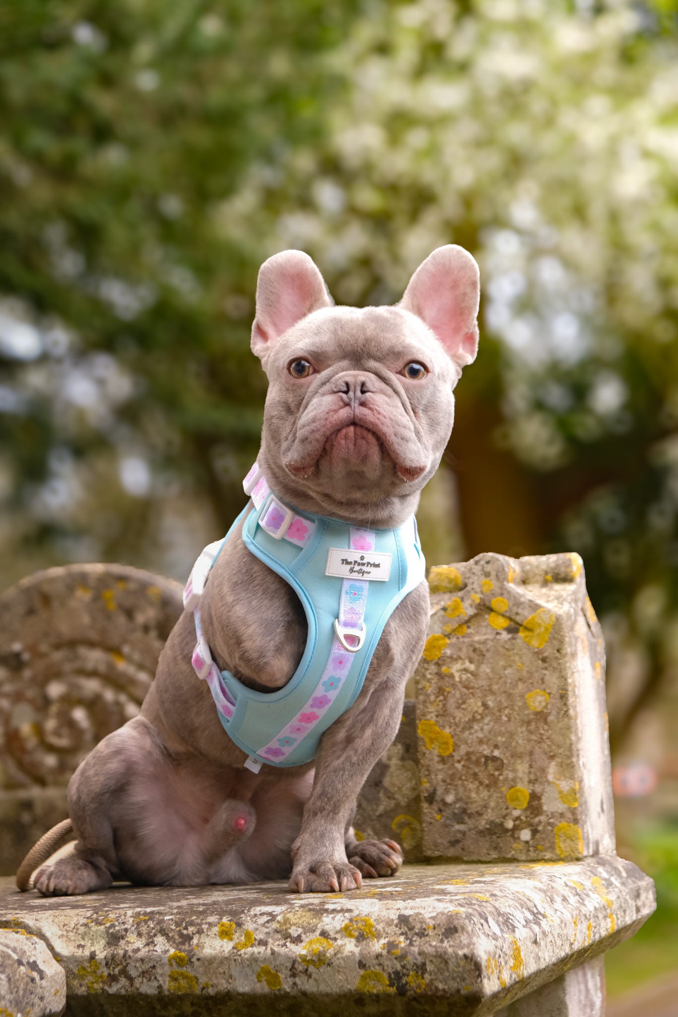 The Minty Meadows Adventure Paws Harness