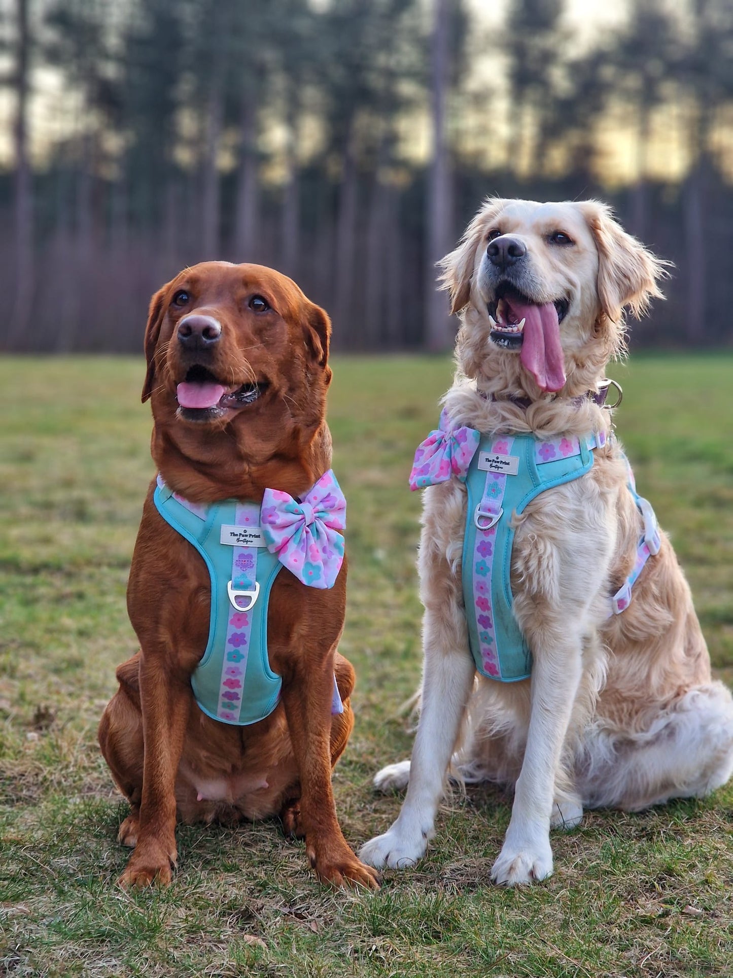 The Minty Meadows Adventure Paws Harness