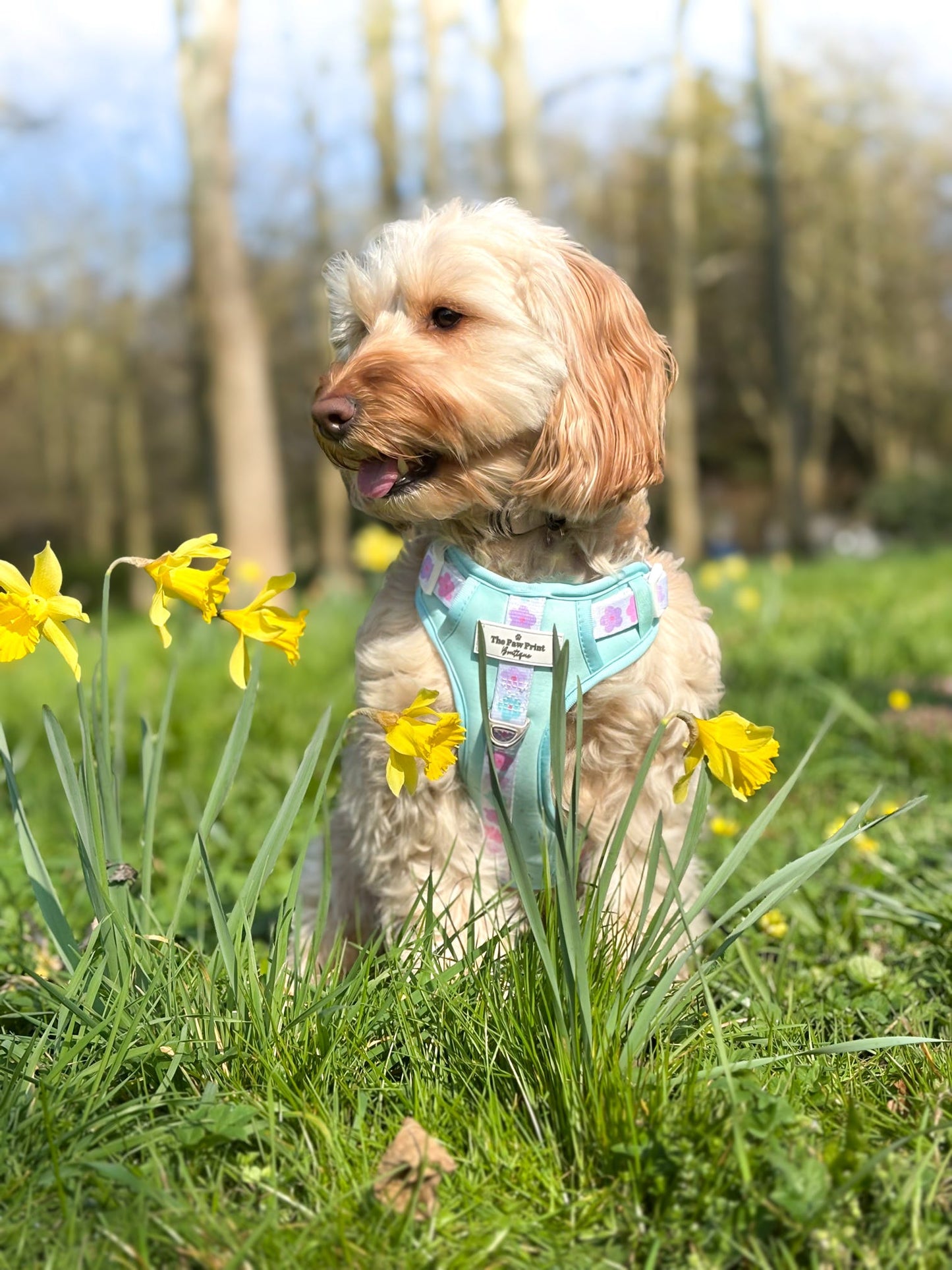 The Minty Meadows Adventure Paws Harness