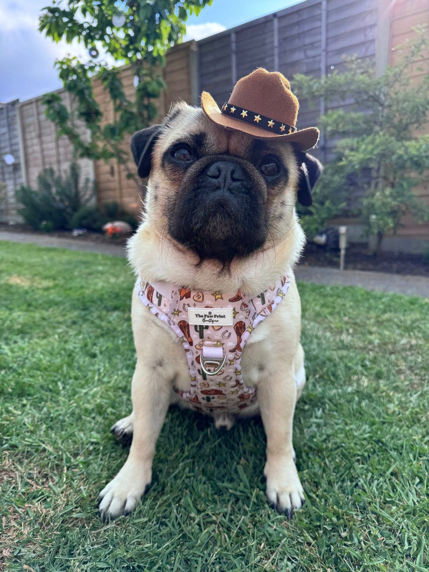 The Howdy Pawtner Adventure Paws Harness