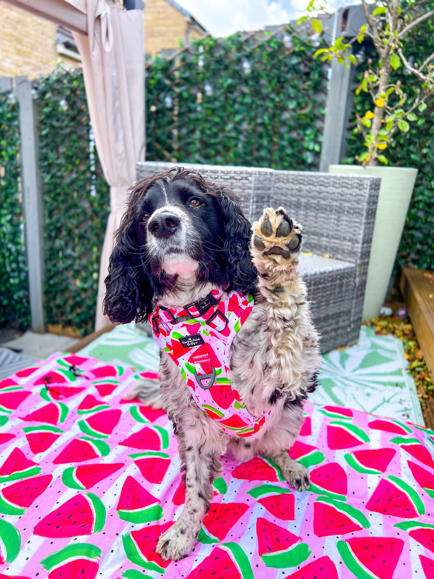 The Watermelon Sugar Adventure Paws Harness