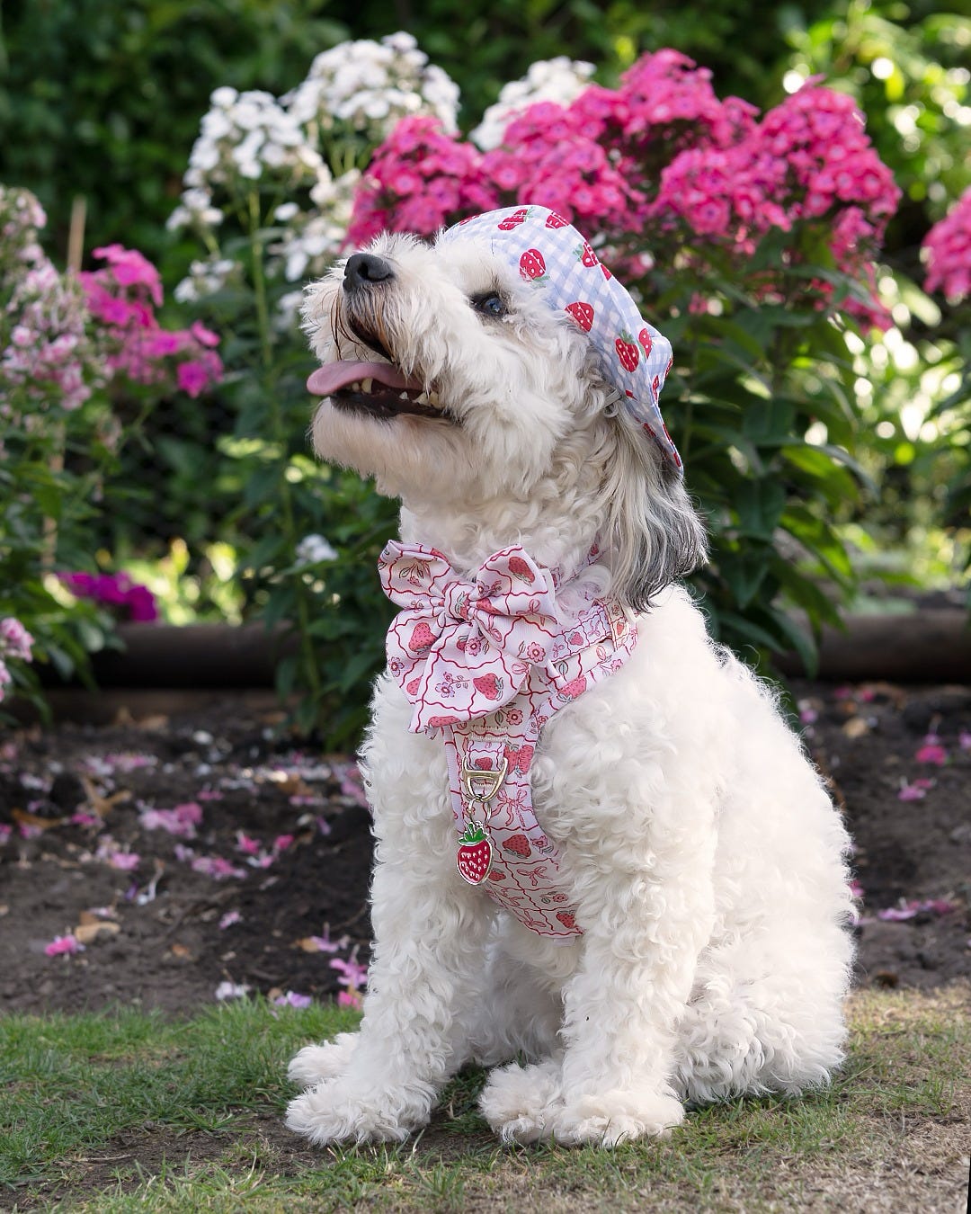 The Bows & Berries Adventure Paws Harness