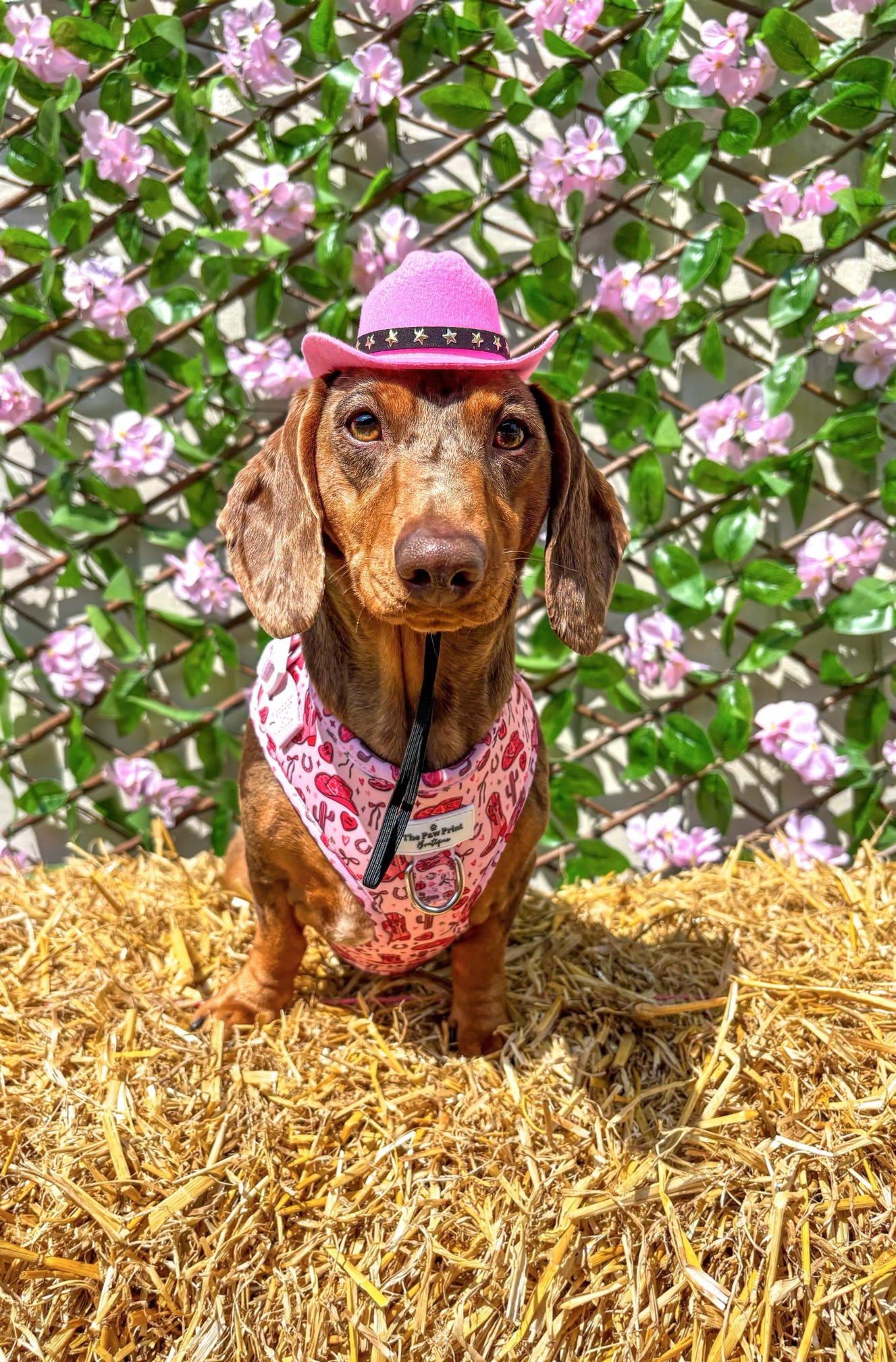 The Giddy up Pup Adjustable Harness