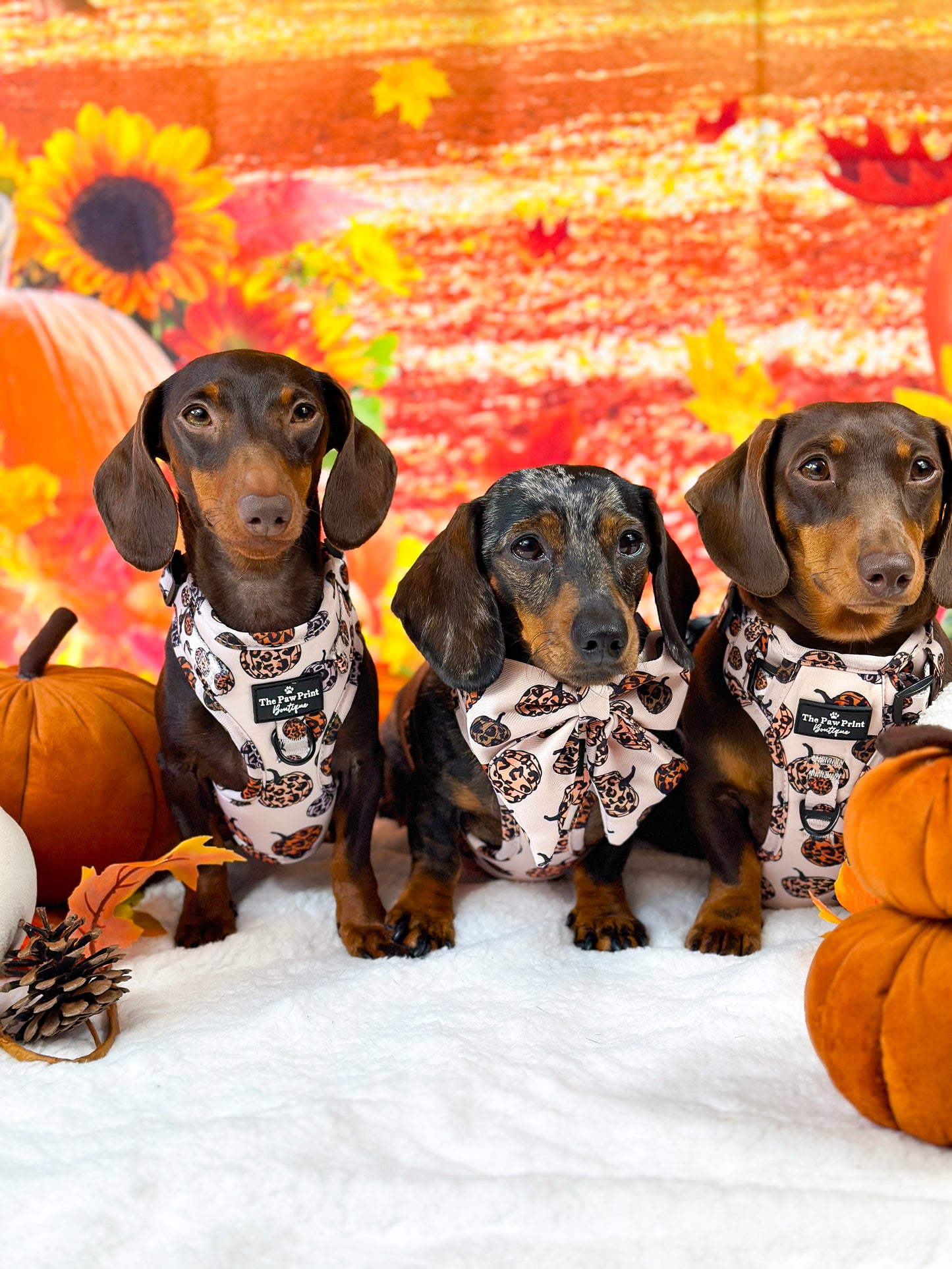 The Leopawrd Pupkins Adjustable Harness