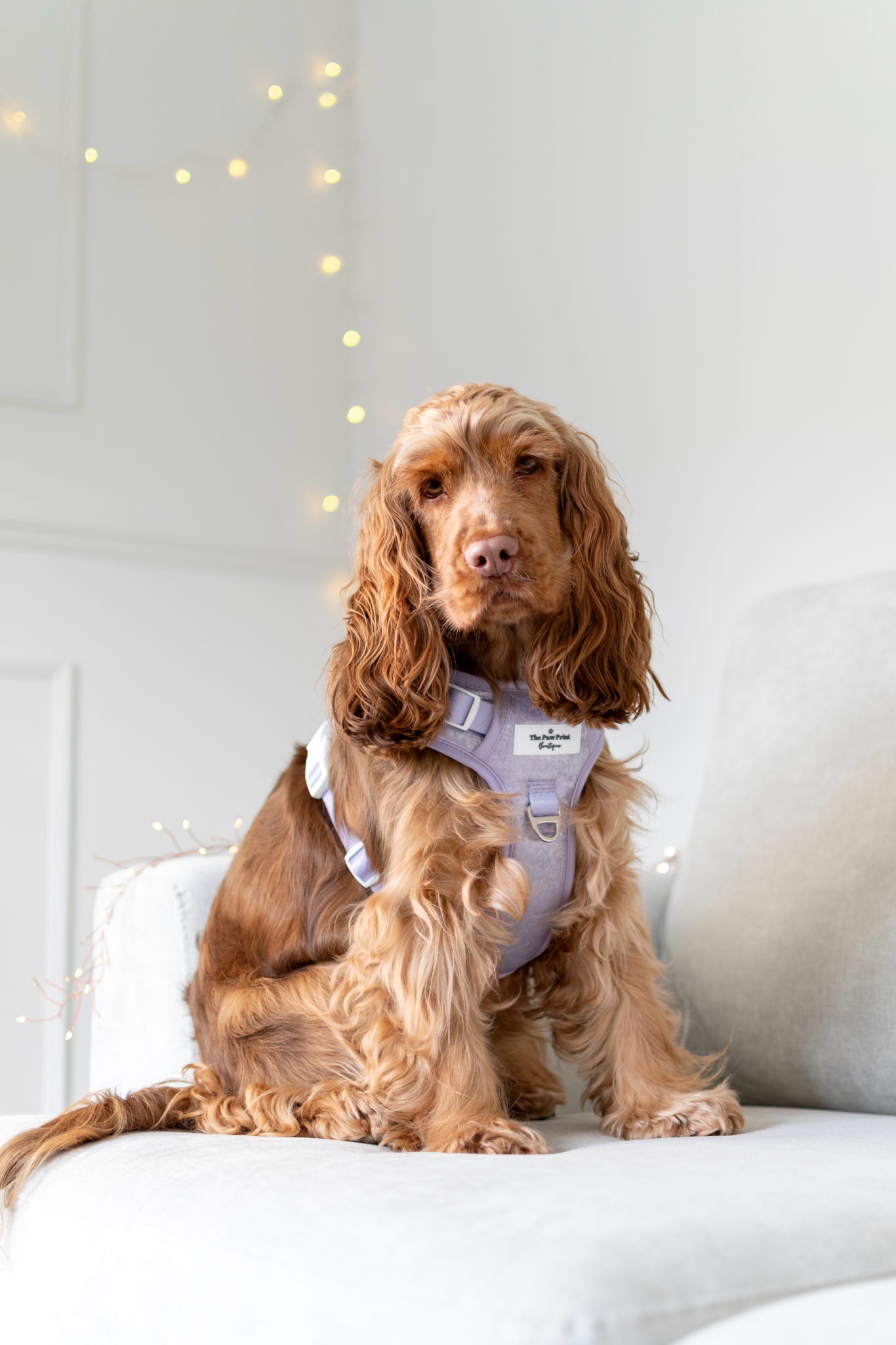The Lavish Lilac Adventure Paws Harness