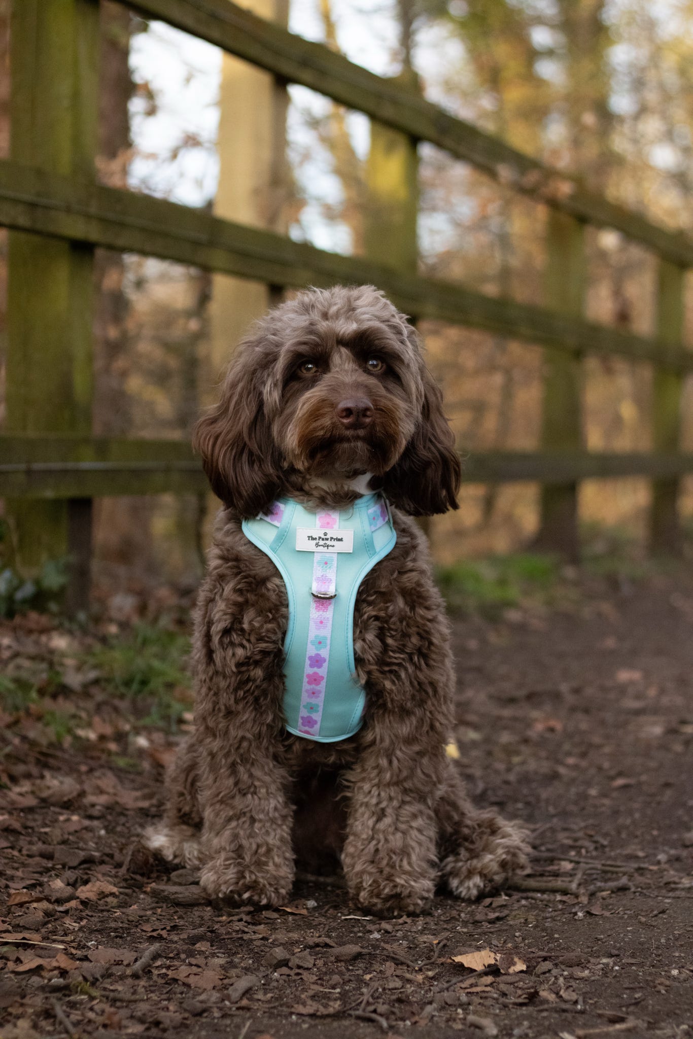 The Minty Meadows Adventure Paws Harness