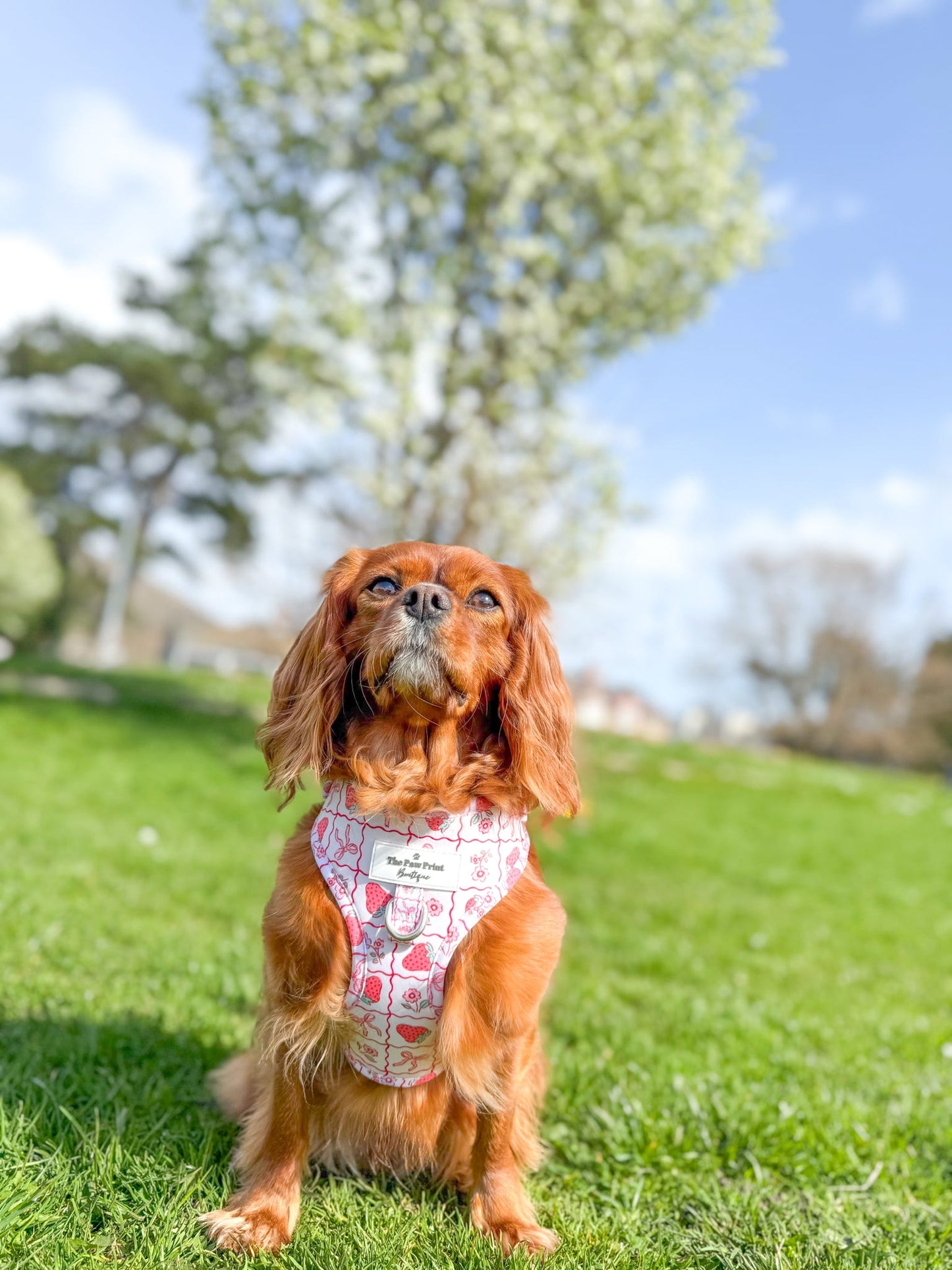 The Bows & Berries Adjustable Harness