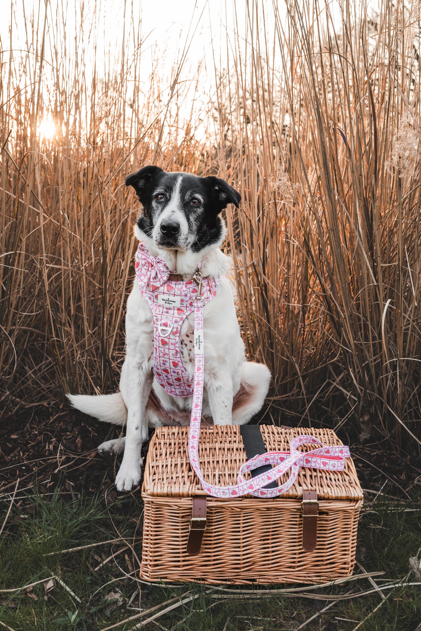 The Bows & Berries Adventure Paws Harness