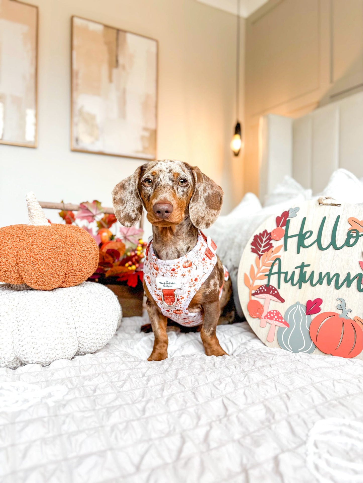 Pupkin Patch Adjustable Harness