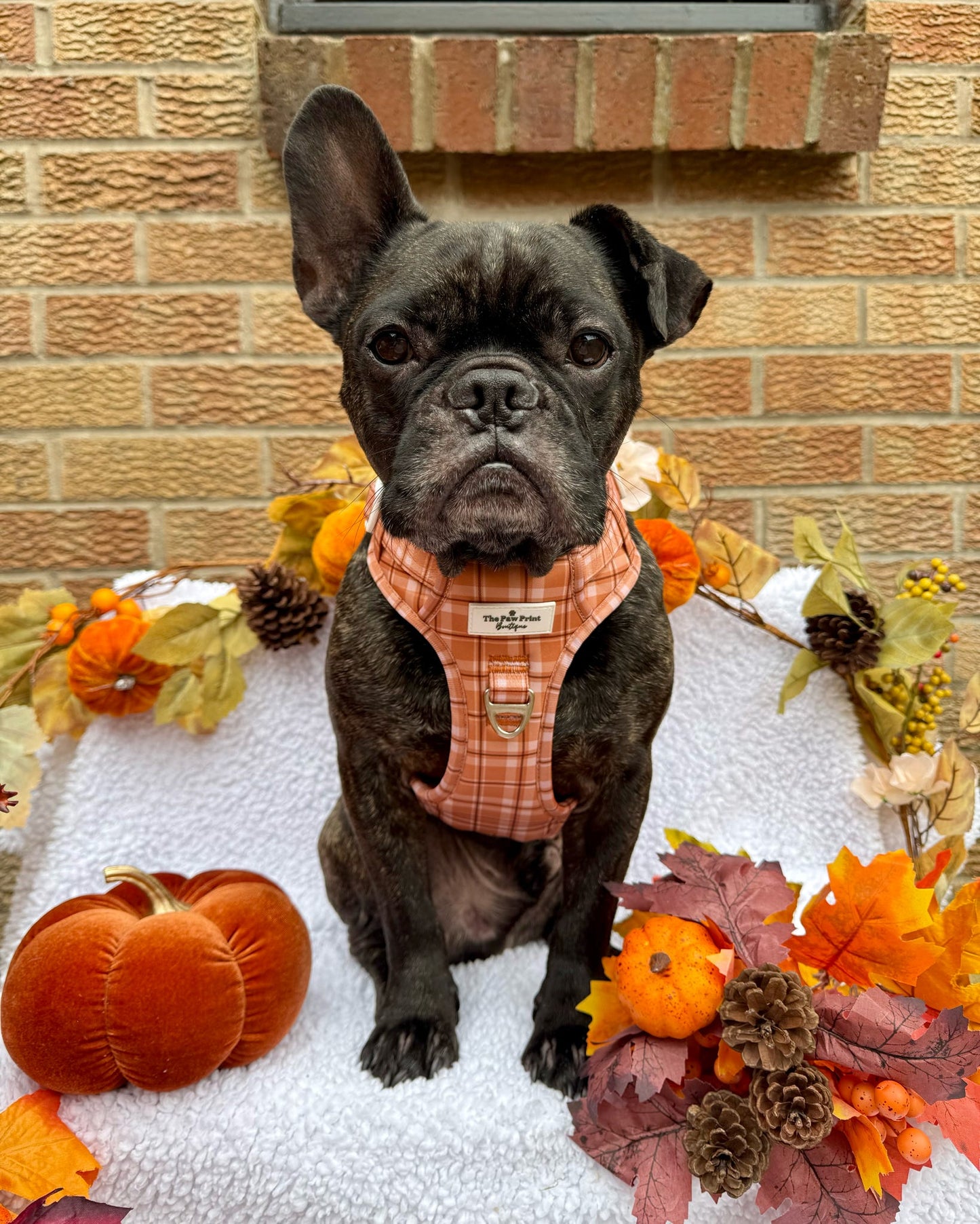 Pooches in Plaid Adventure Paws Harness