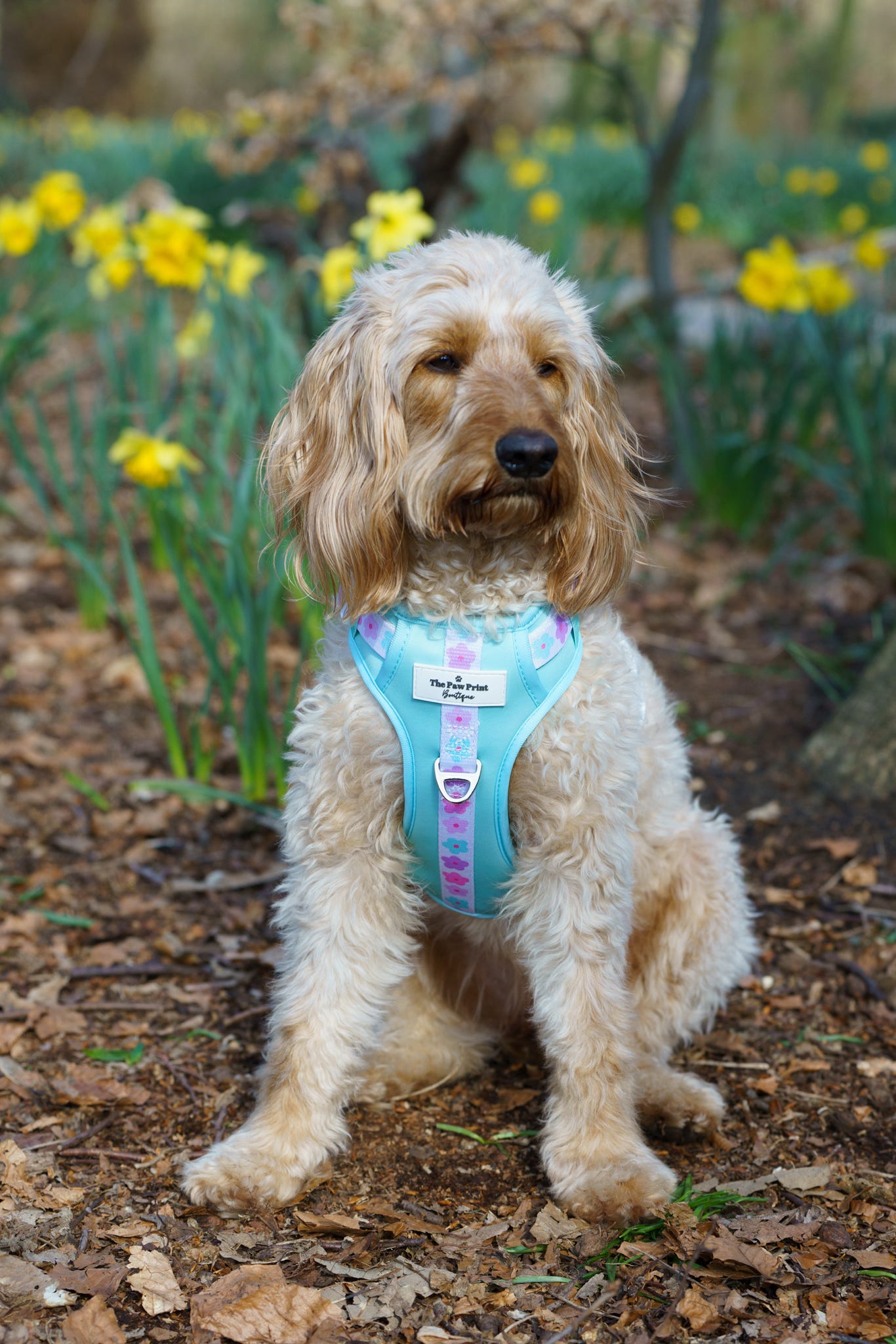 The Minty Meadows Adventure Paws Harness