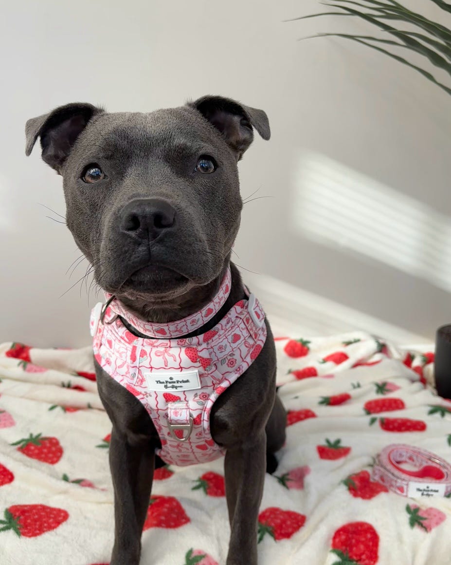 The Bows & Berries Adventure Paws Harness