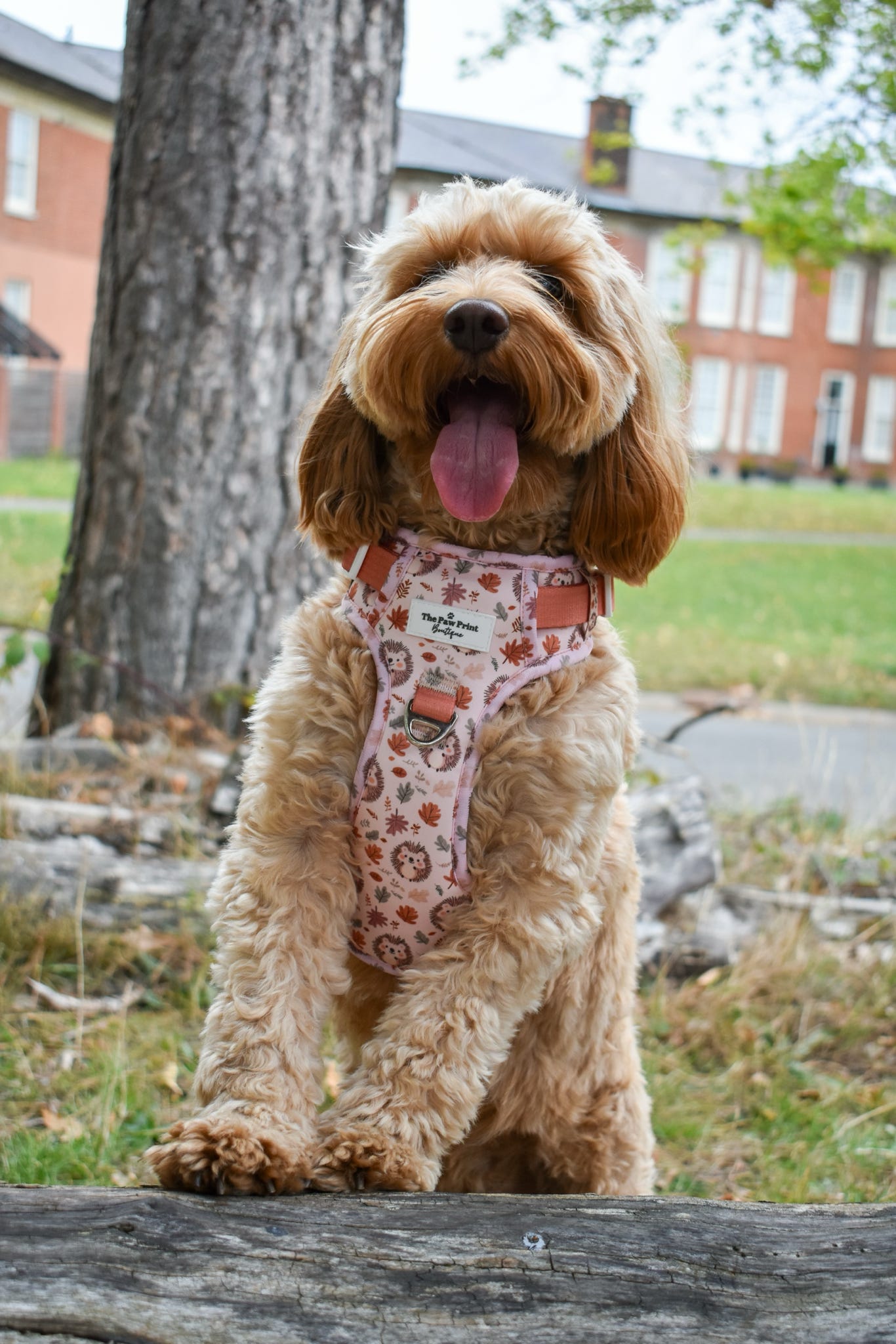 Spike the Hedgehog Adventure Paws Harness