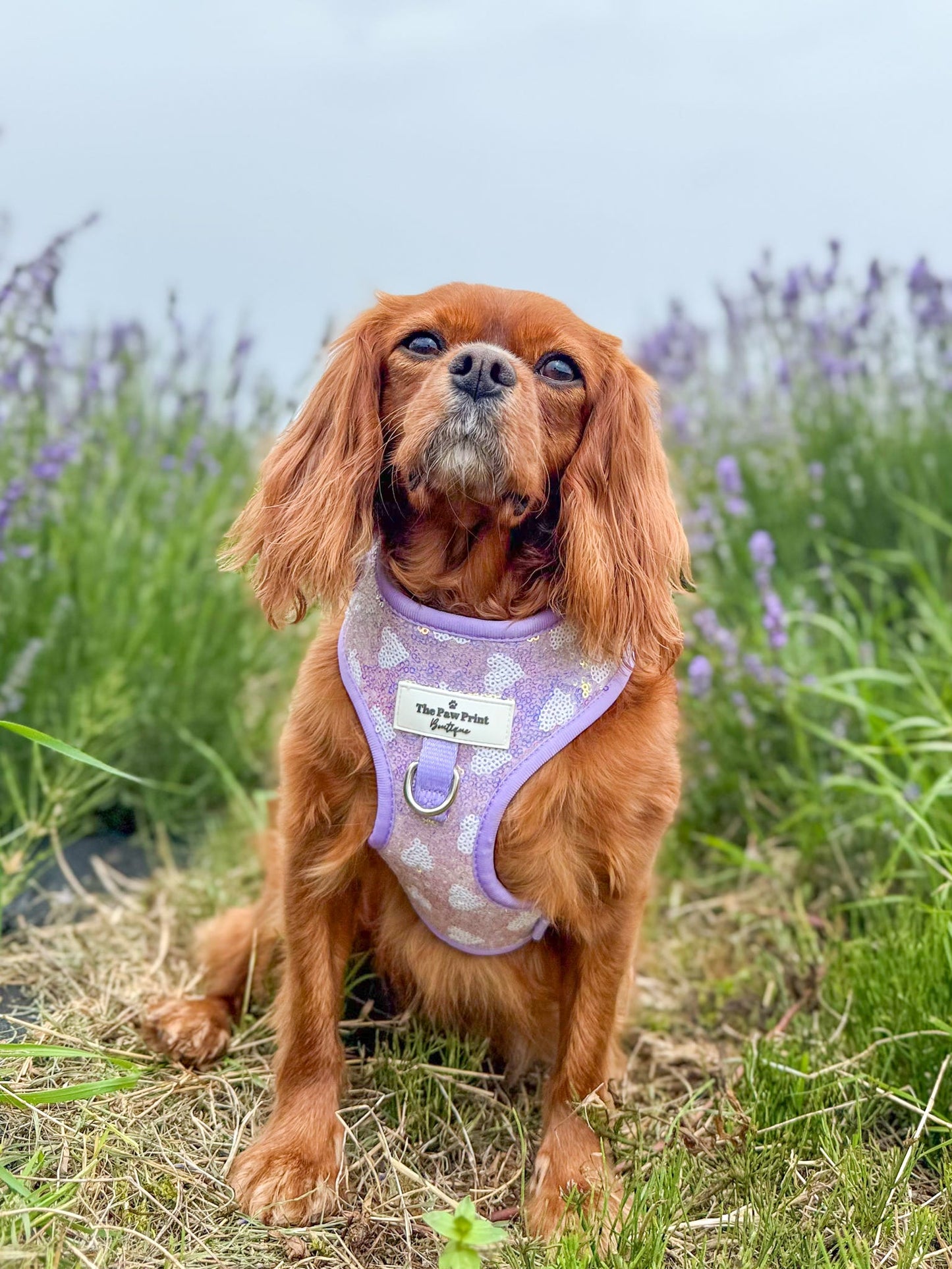 The Sassy in Sequins - Lilac Adjustable Harness