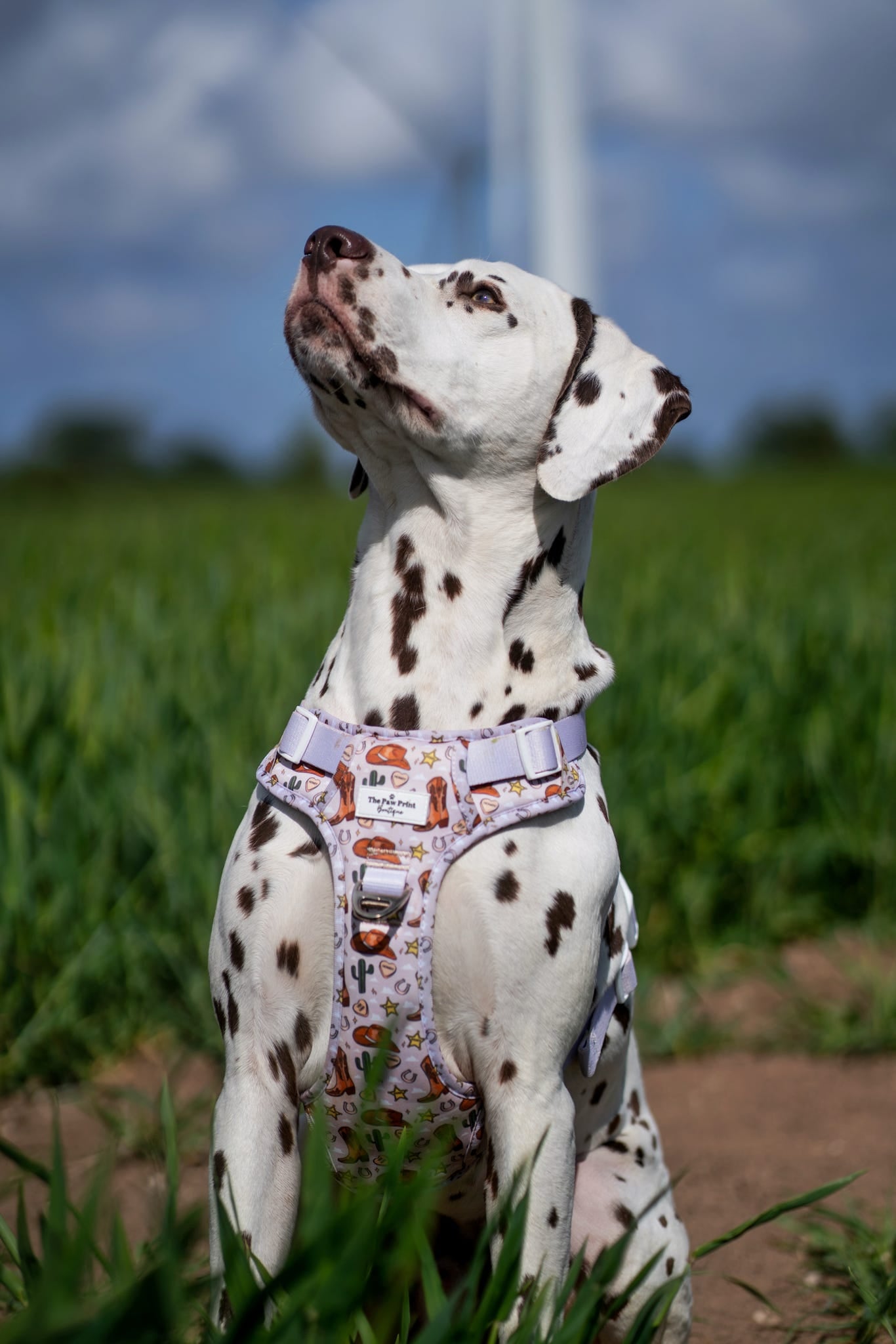 The Howdy Pawtner Adventure Paws Harness