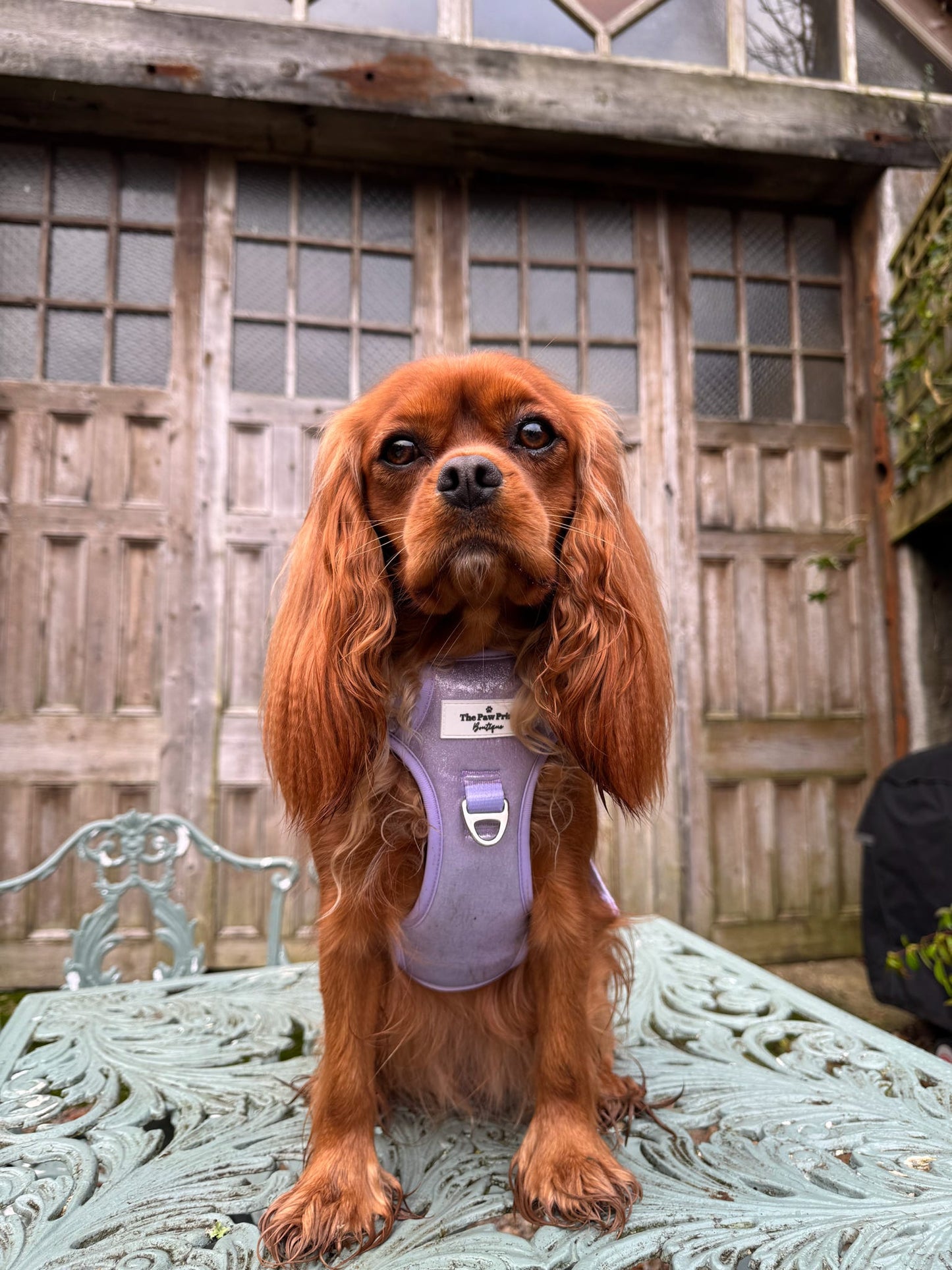The Lavish Lilac Adventure Paws Harness