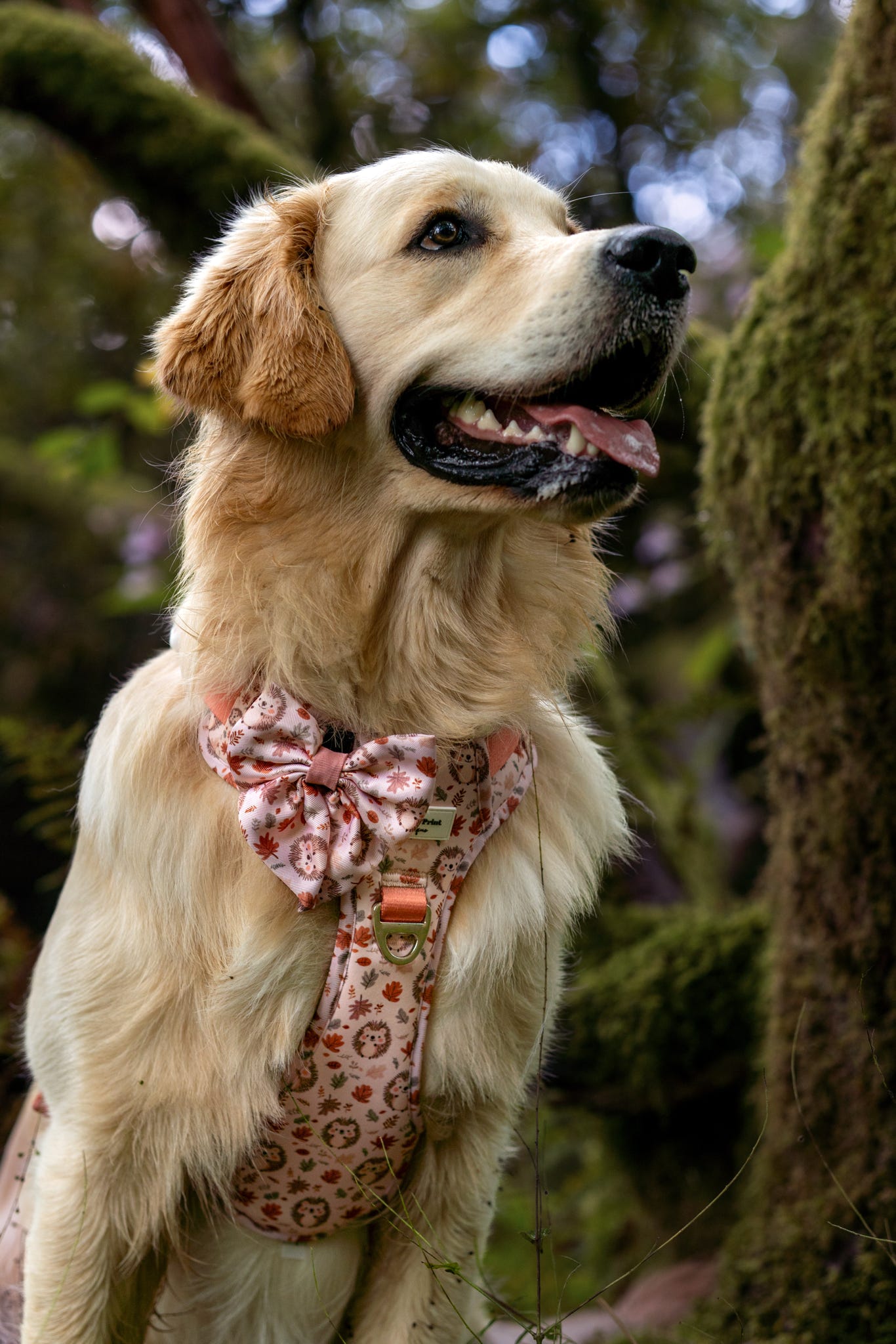 Spike the Hedgehog Adventure Paws Harness