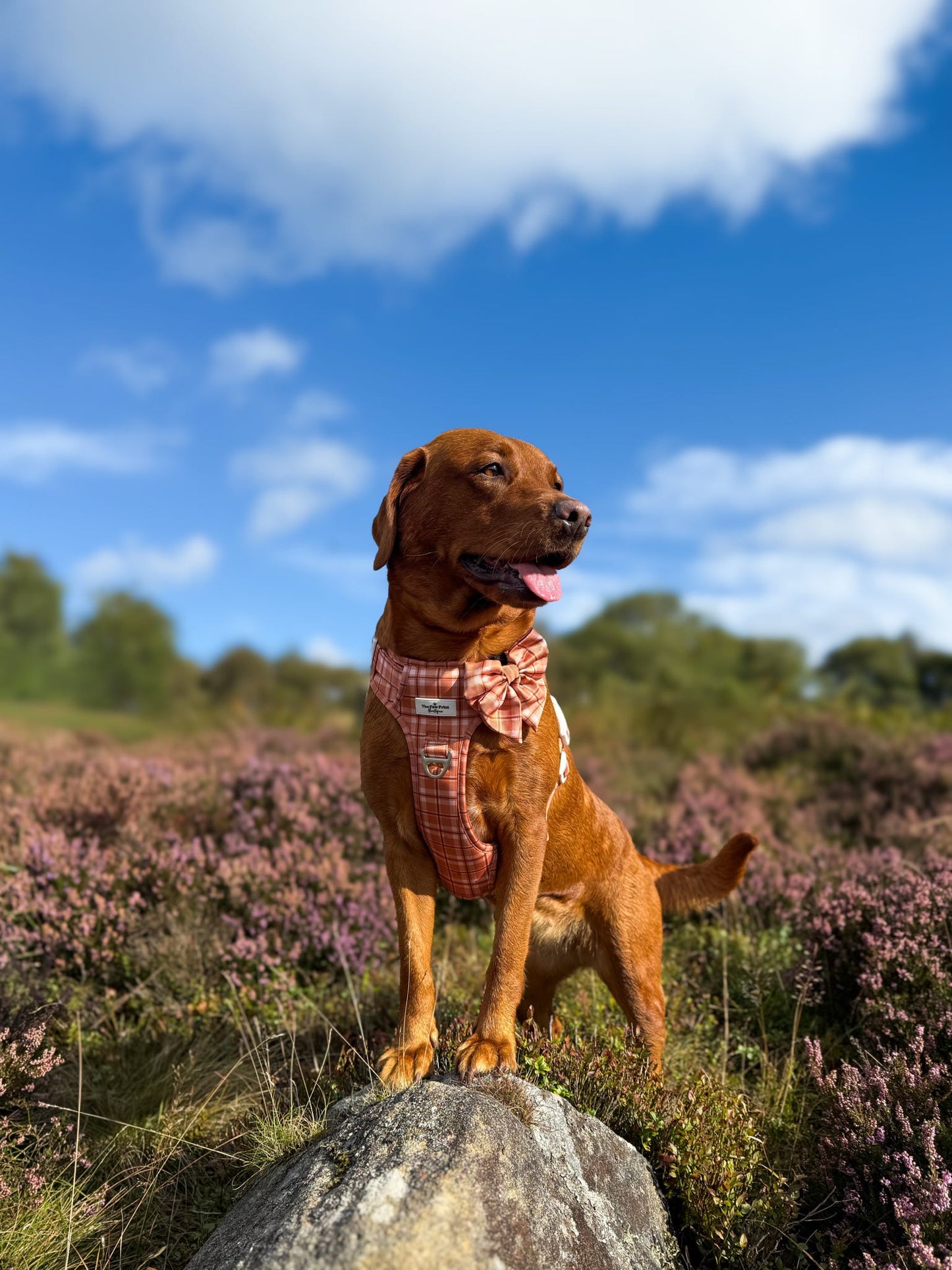 Pooches in Plaid Adventure Paws Harness