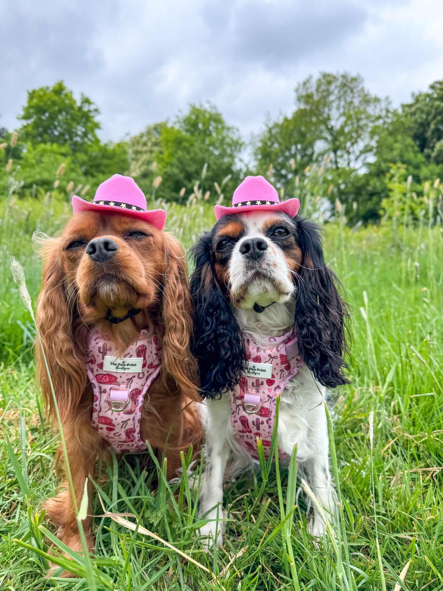 The Giddy up Pup Adventure Paws Harness