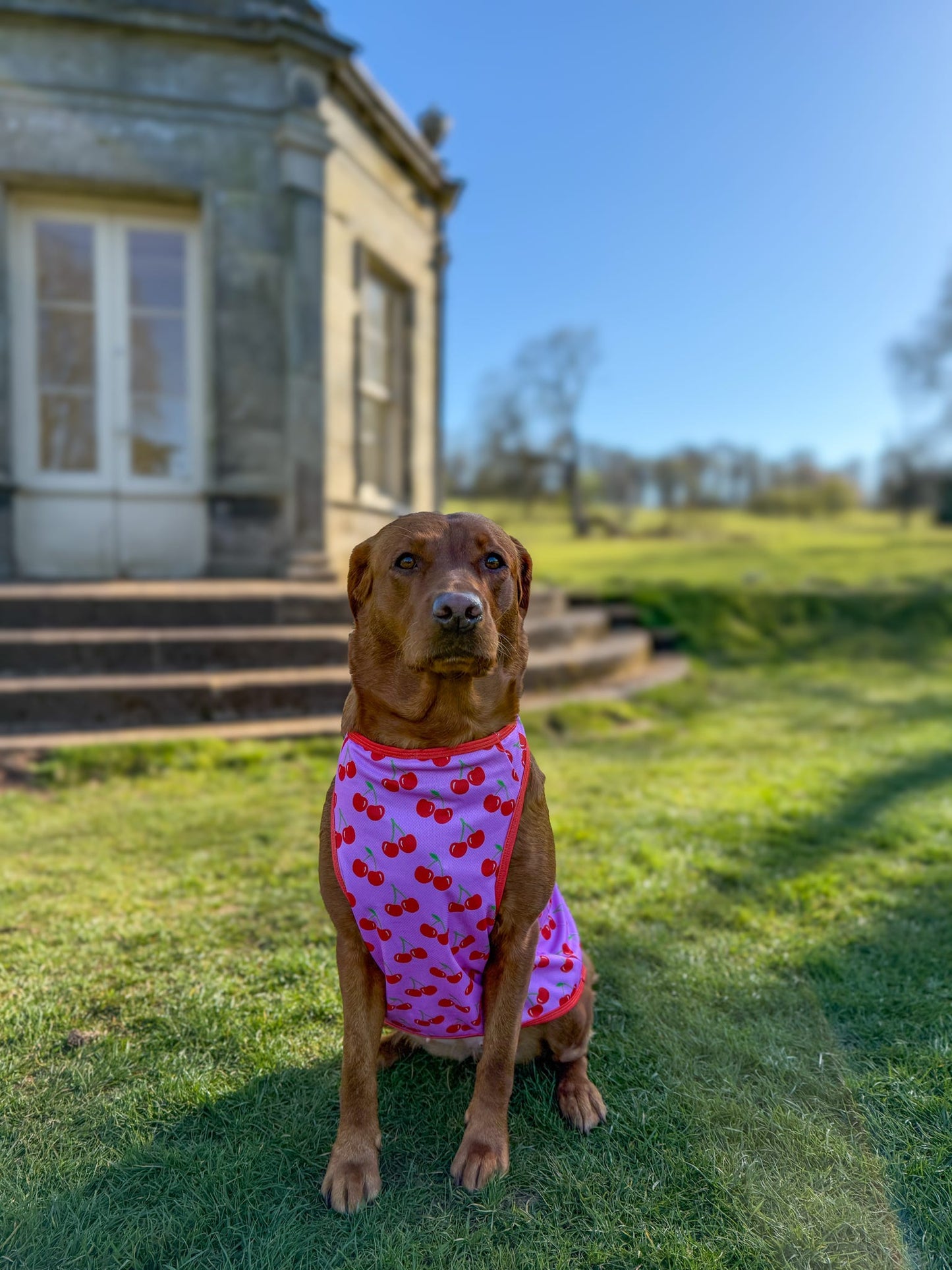 The Cherry on Top Cooling Vest