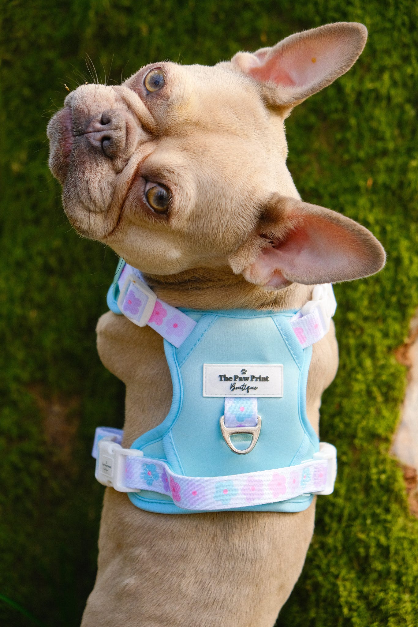 The Minty Meadows Adventure Paws Harness