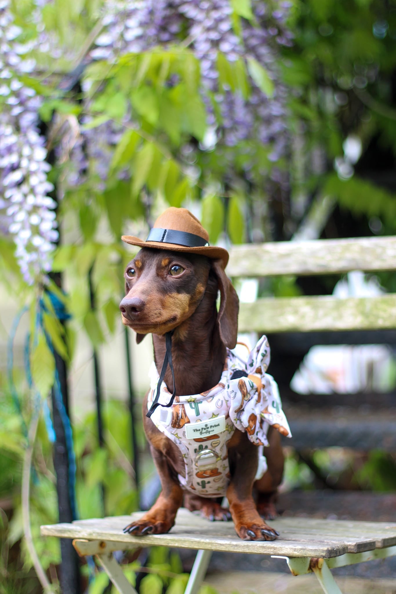 The Howdy Pawtner Adventure Paws Harness