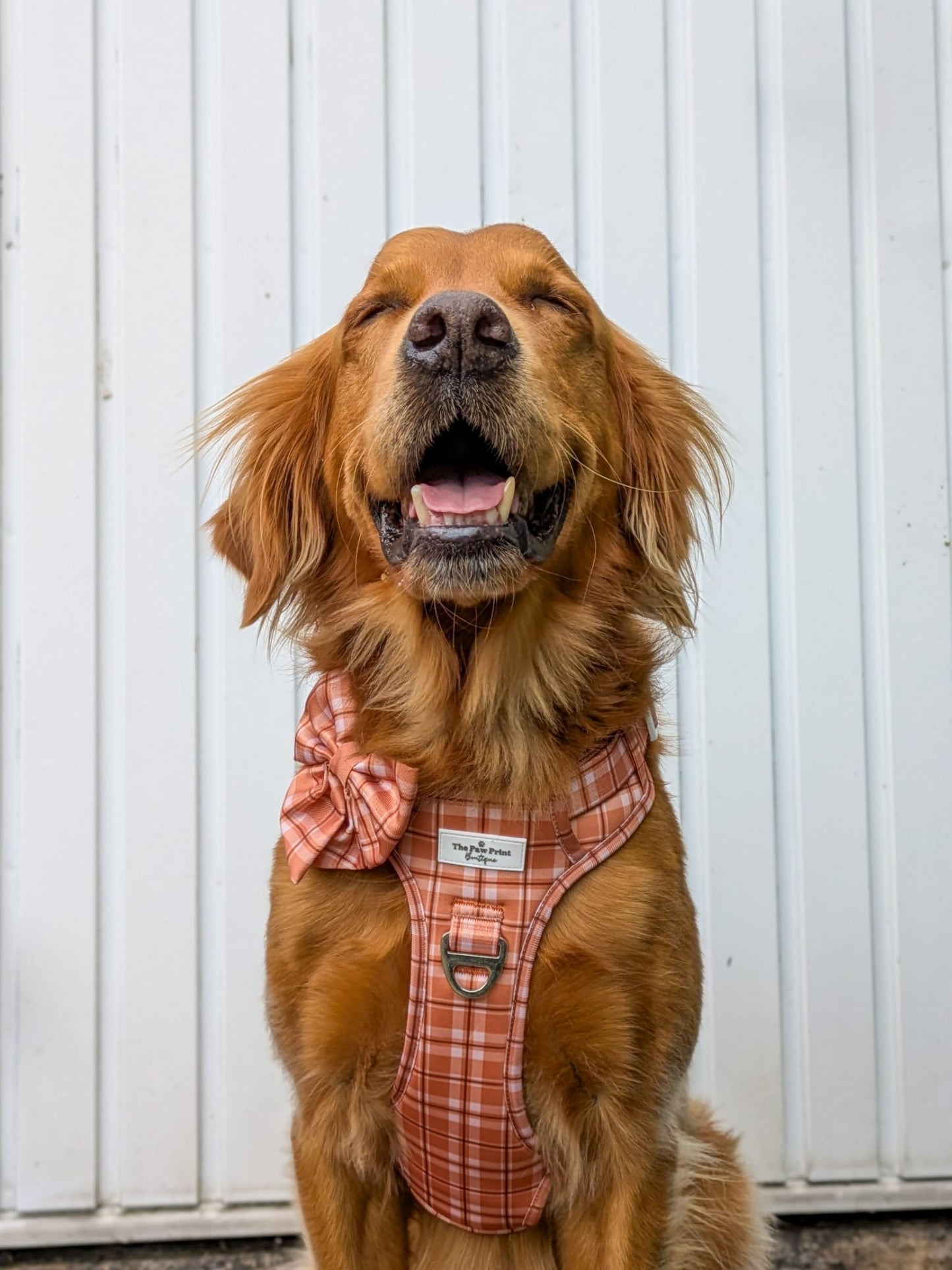 Pooches in Plaid Adventure Paws Harness