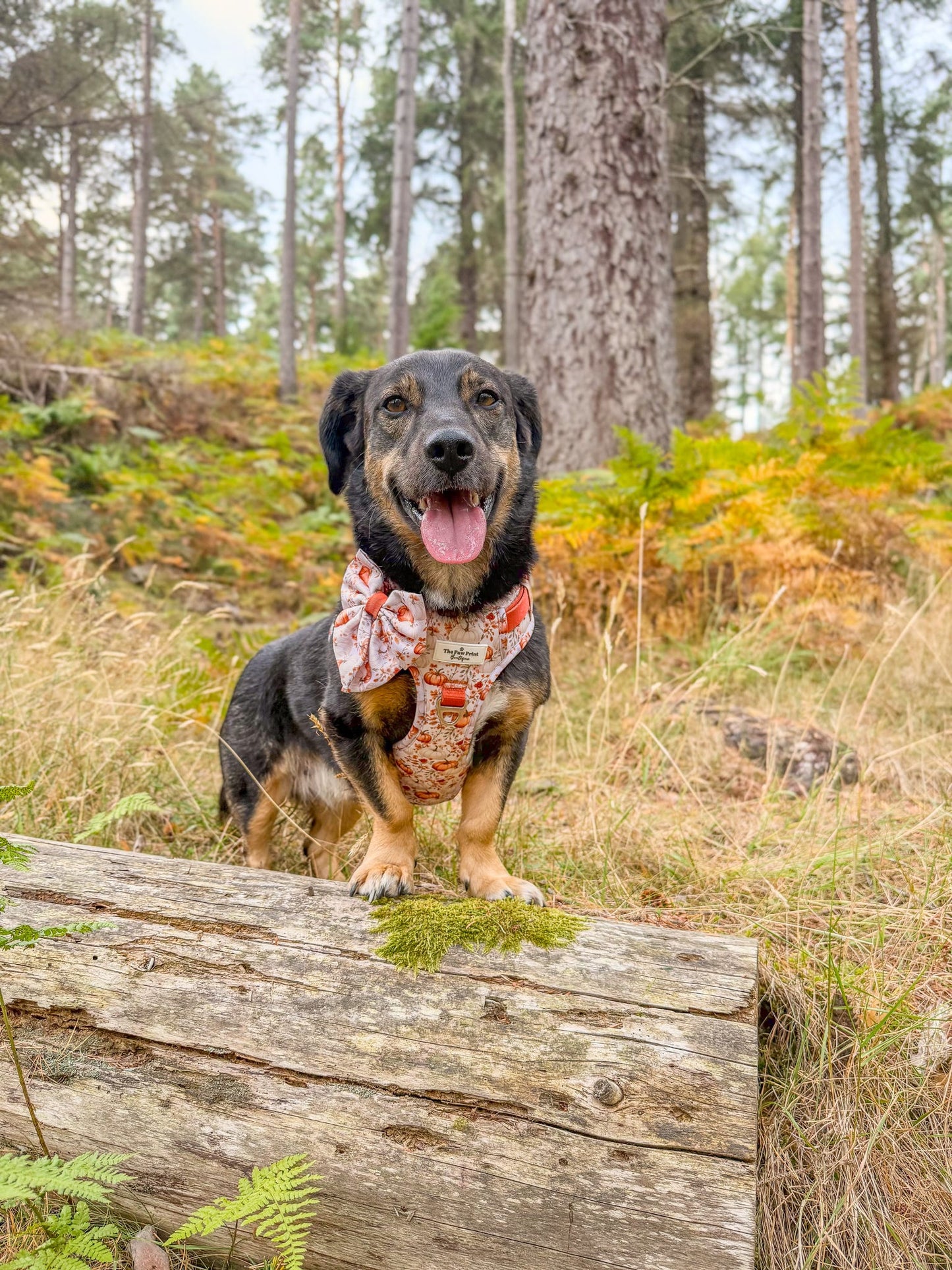 Pupkin Patch Adventure Paws Harness