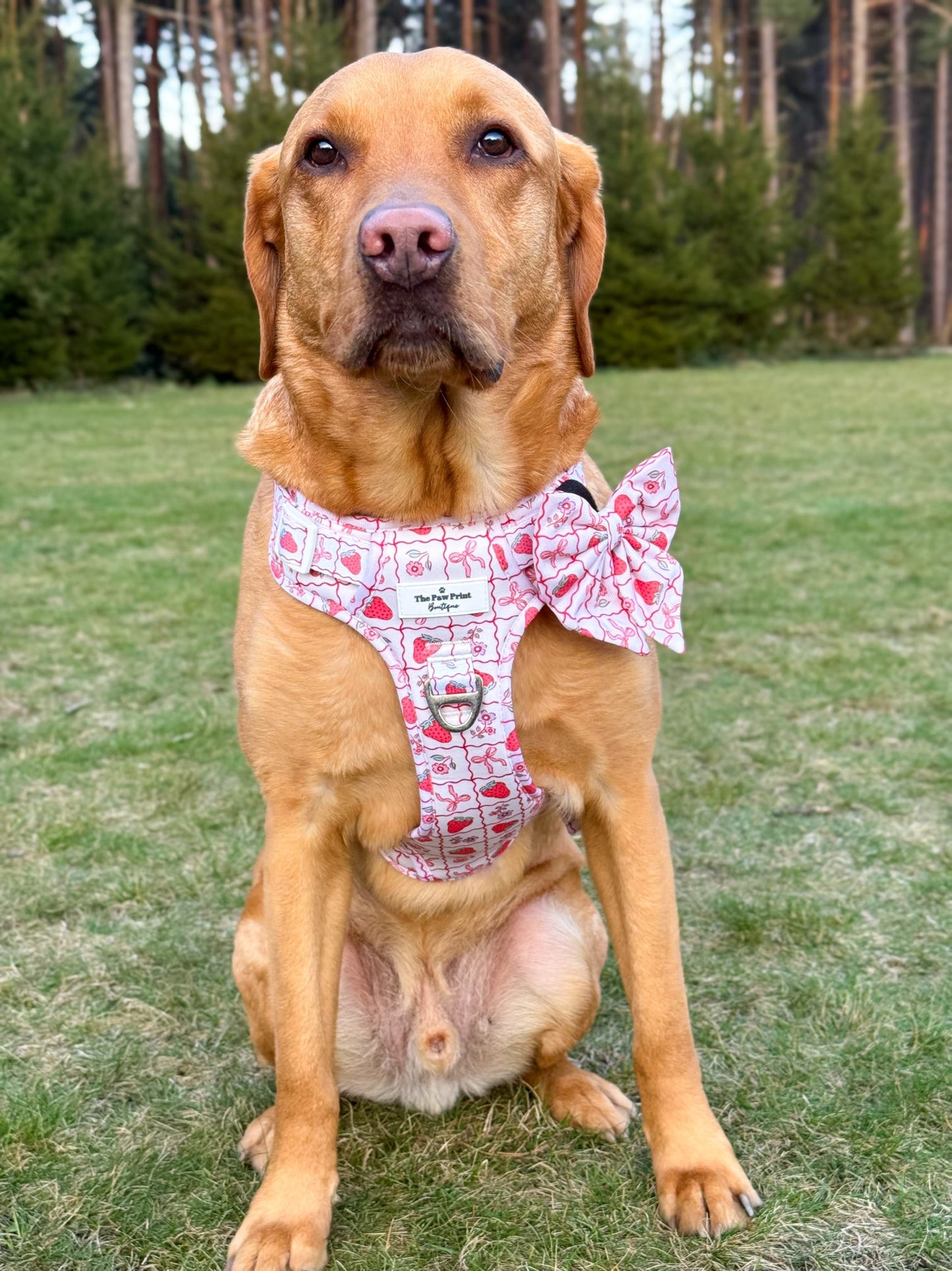 The Bows & Berries Adventure Paws Harness