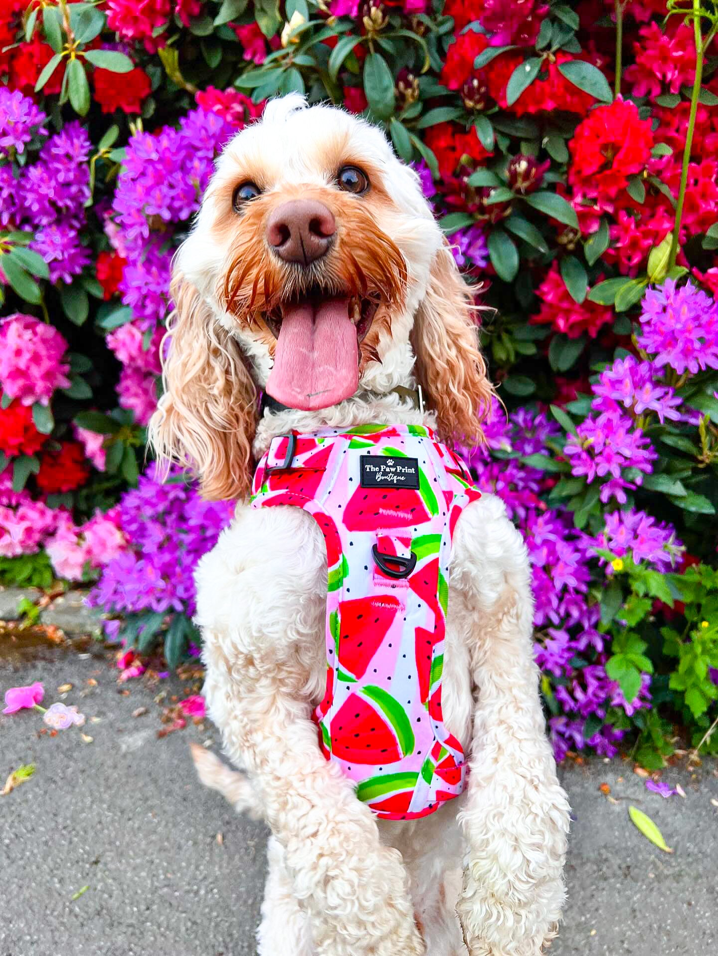 The Watermelon Sugar Adventure Paws Harness