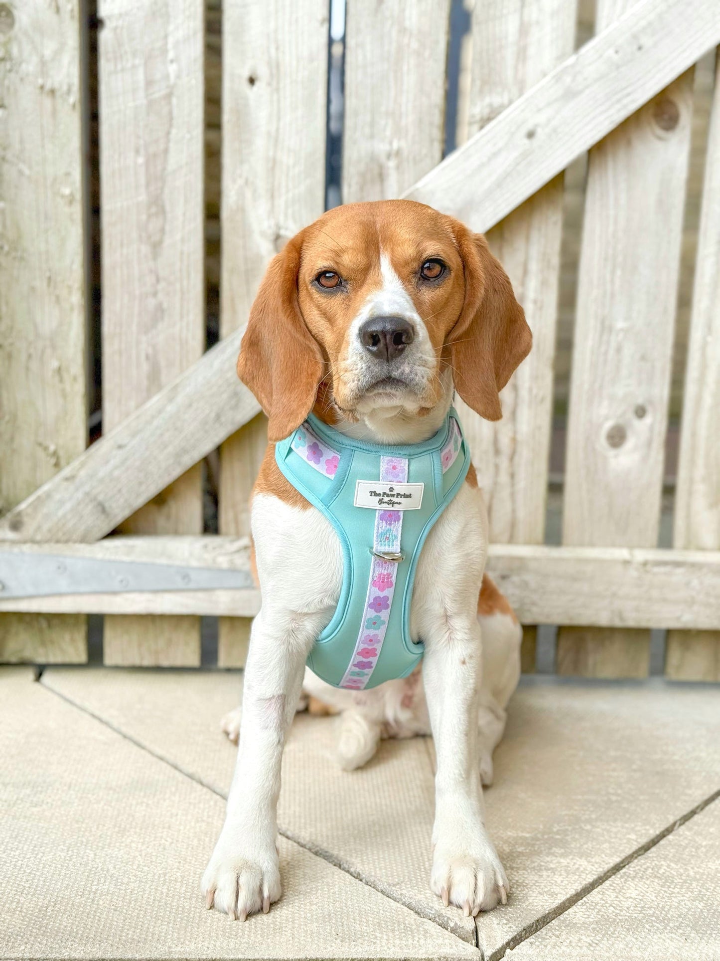 The Minty Meadows Adventure Paws Harness