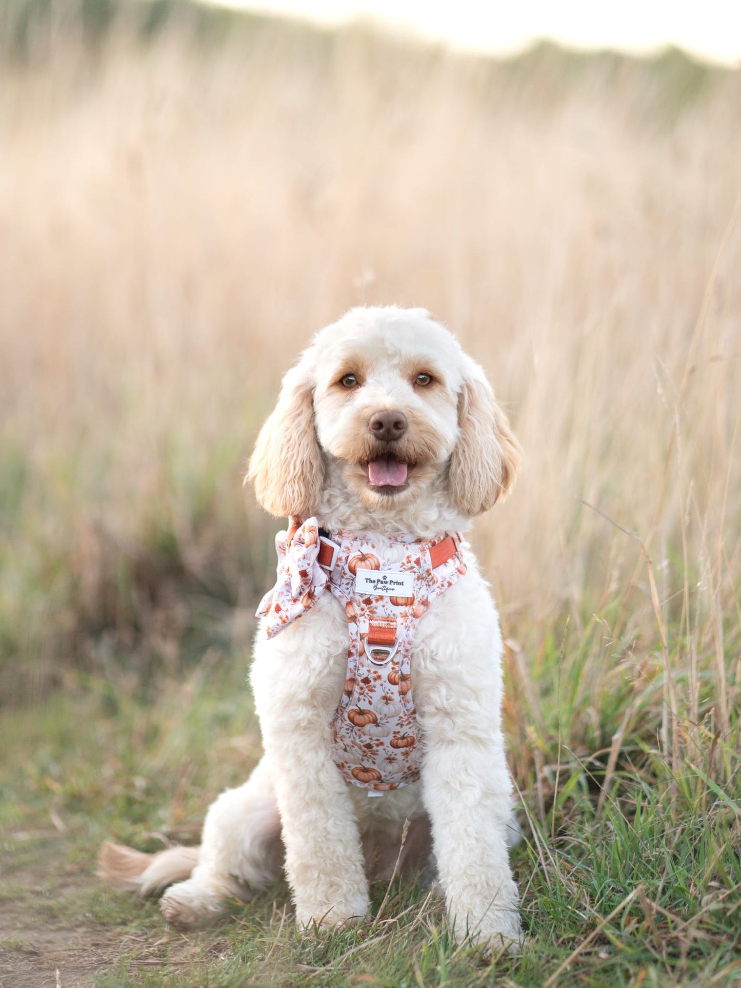 Pupkin Patch Adventure Paws Harness